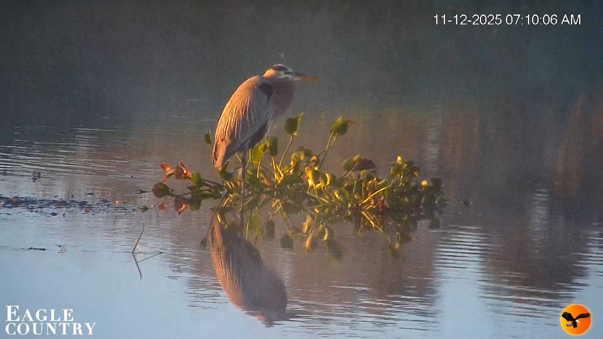 Snapshot of Southwest Florida River Wildlife Live Cams taken Nov 12, 2025, 7:19am EST