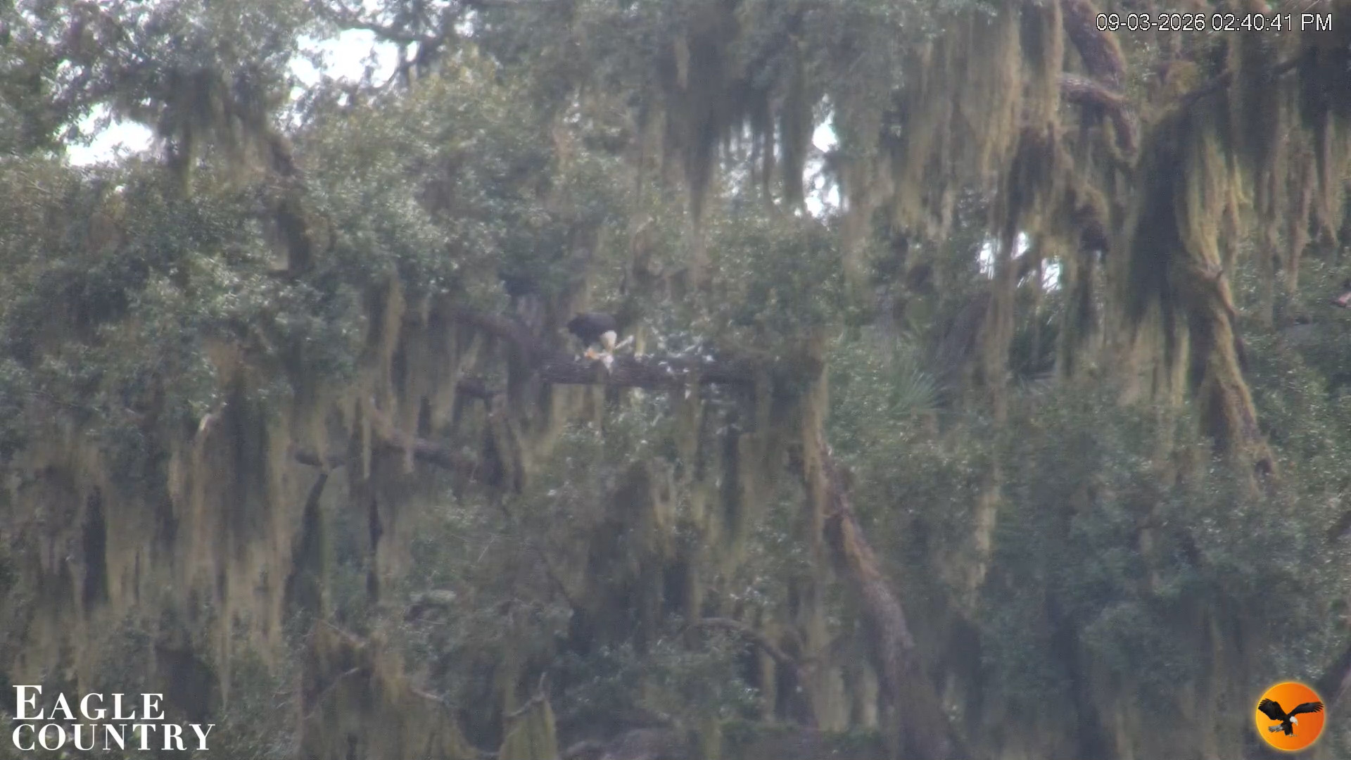Snapshot of Southwest Florida River Wildlife Live Cams taken Sep 3, 2026, 2:40pm EDT