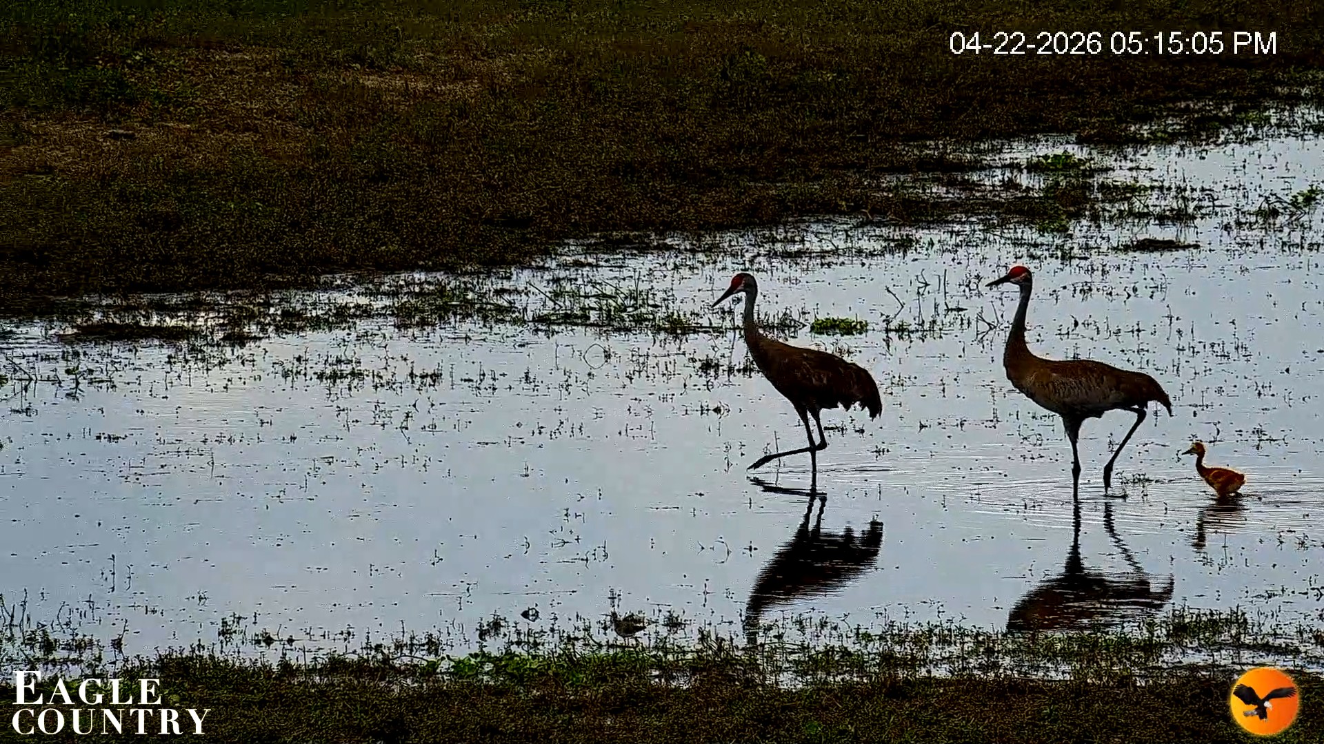 Snapshot of Southwest Florida River Wildlife Live Cams taken Apr 22, 2026, 8:17pm EDT