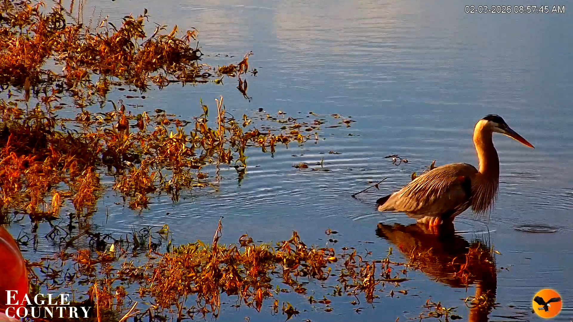 Snapshot of Southwest Florida River Wildlife Live Cams taken Feb 3, 2026, 8:59am EST