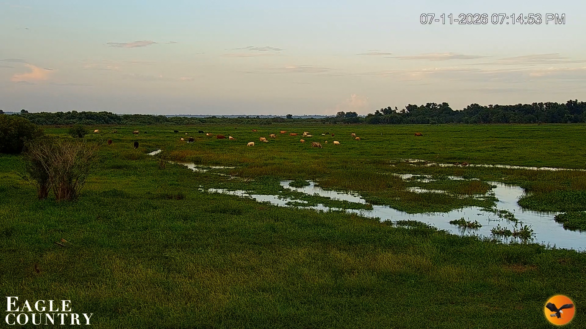 Snapshot of Southwest Florida River Wildlife Live Cams taken Jul 11, 2026, 7:15pm EDT