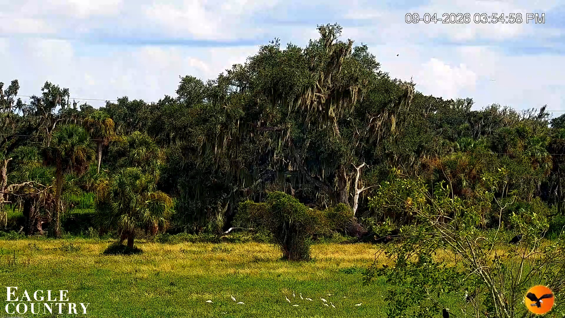 Snapshot of Southwest Florida River Wildlife Live Cams taken Sep 4, 2026, 3:55pm EDT