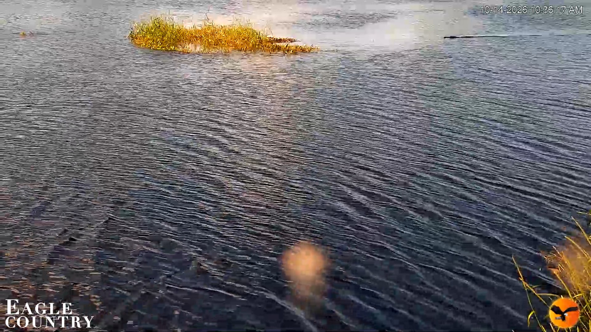 Snapshot of Southwest Florida River Wildlife Live Cams taken Oct 14, 2026, 10:36am EDT