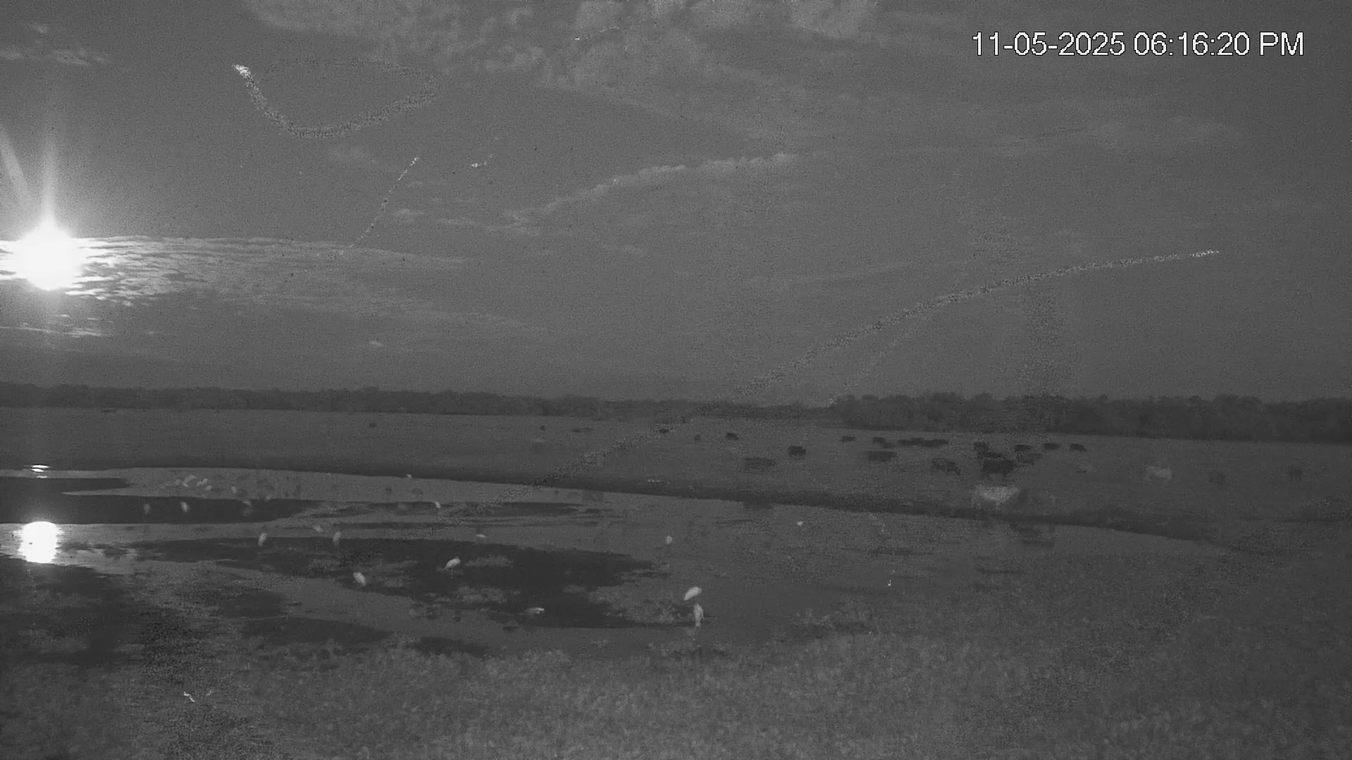 Snapshot of Southwest Florida River Wildlife Live Cams taken Nov 5, 2025, 6:17pm EST