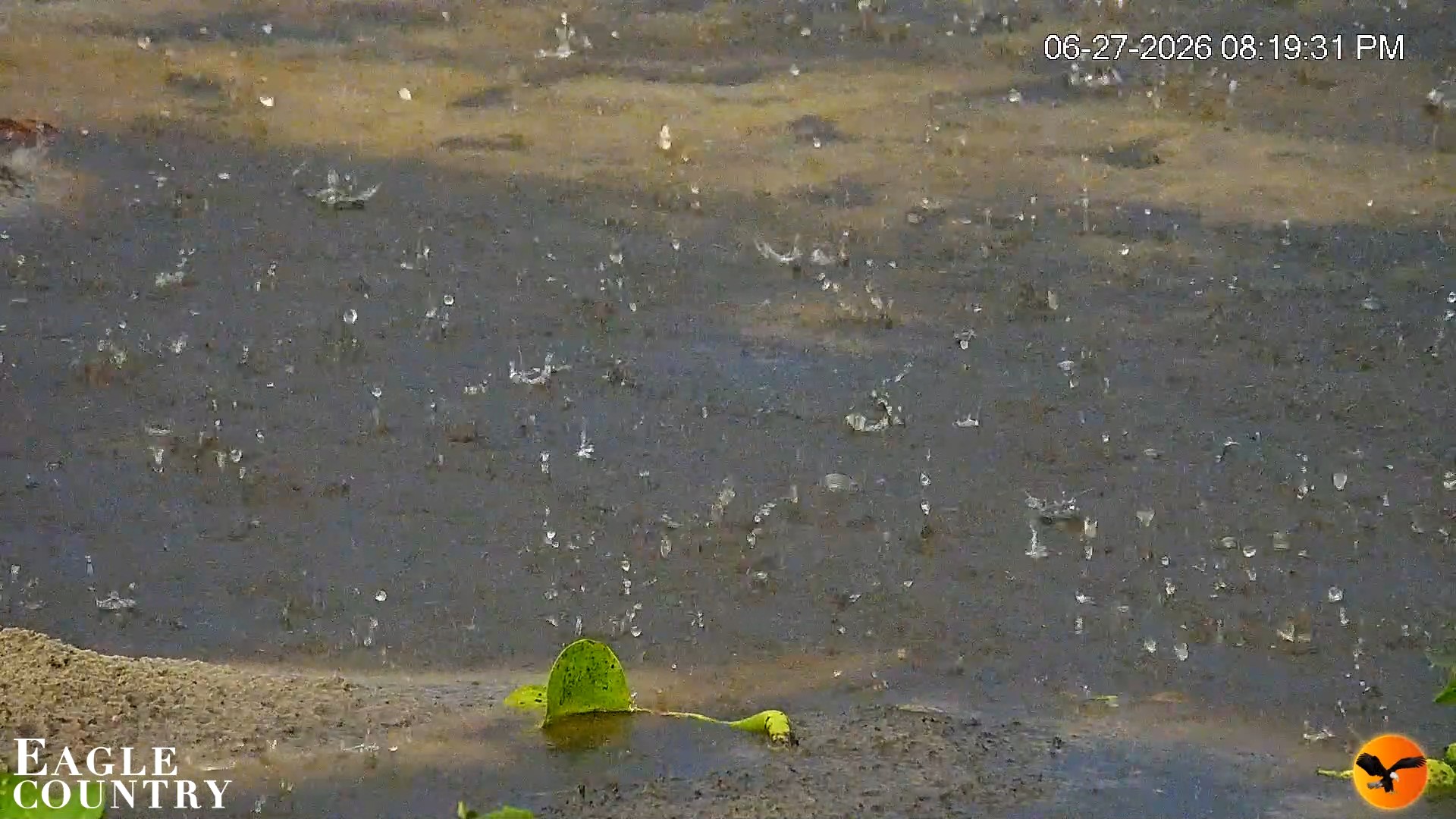 Snapshot of Southwest Florida River Wildlife Live Cams taken Jun 27, 2026, 8:20pm EDT