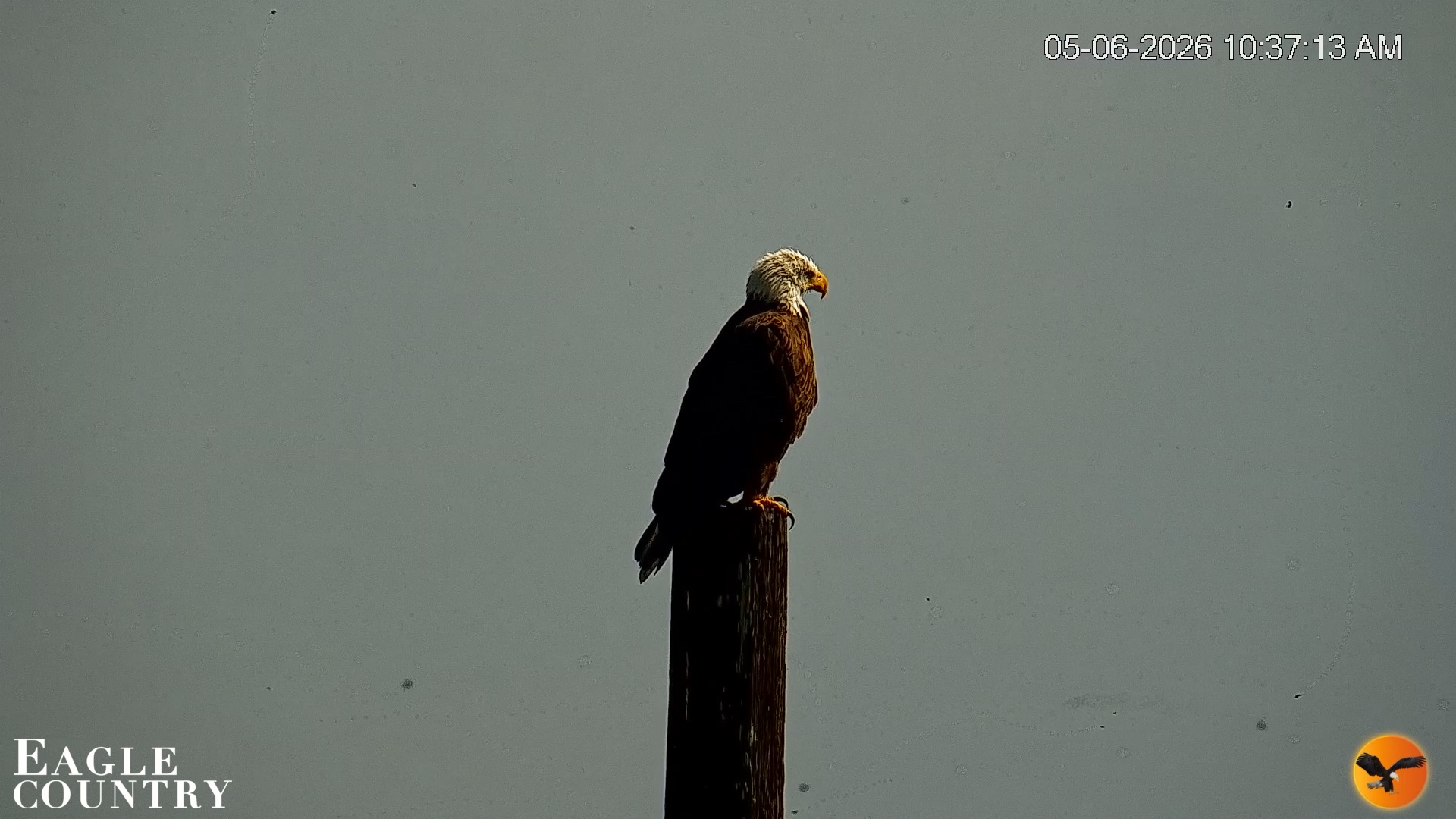 Snapshot of Southwest Florida River Wildlife Live Cams taken May 6, 2026, 10:38am EDT