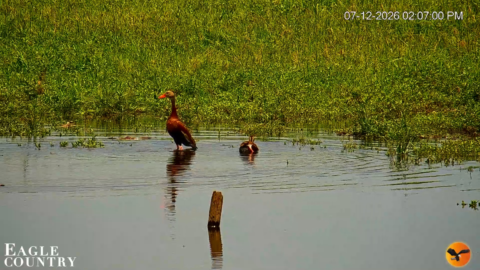Snapshot of Southwest Florida River Wildlife Live Cams taken Jul 12, 2026, 2:08pm EDT