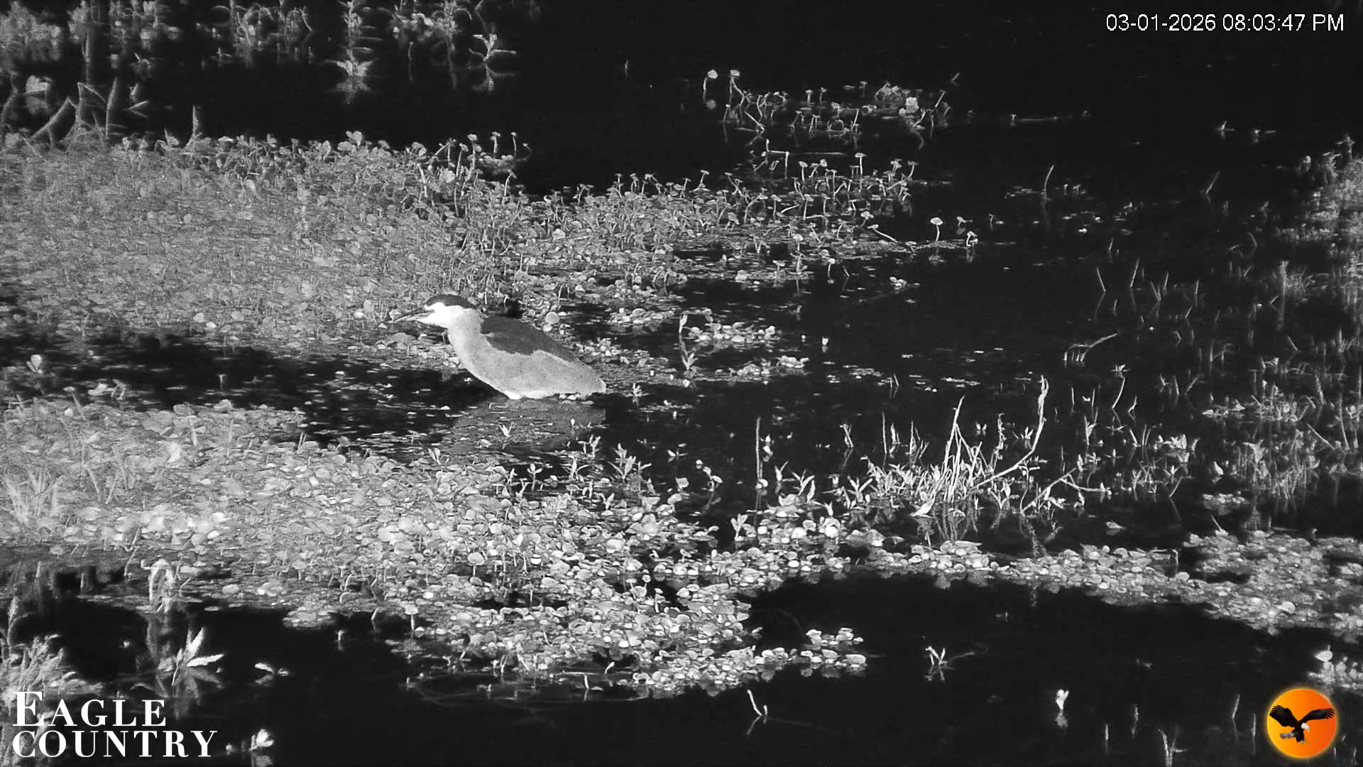 Snapshot of Southwest Florida River Wildlife Live Cams taken Mar 1, 2026, 8:04pm EST