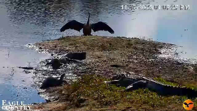 Snapshot of Southwest Florida River Wildlife Live Cams taken Nov 17, 2025, 1:09pm EST