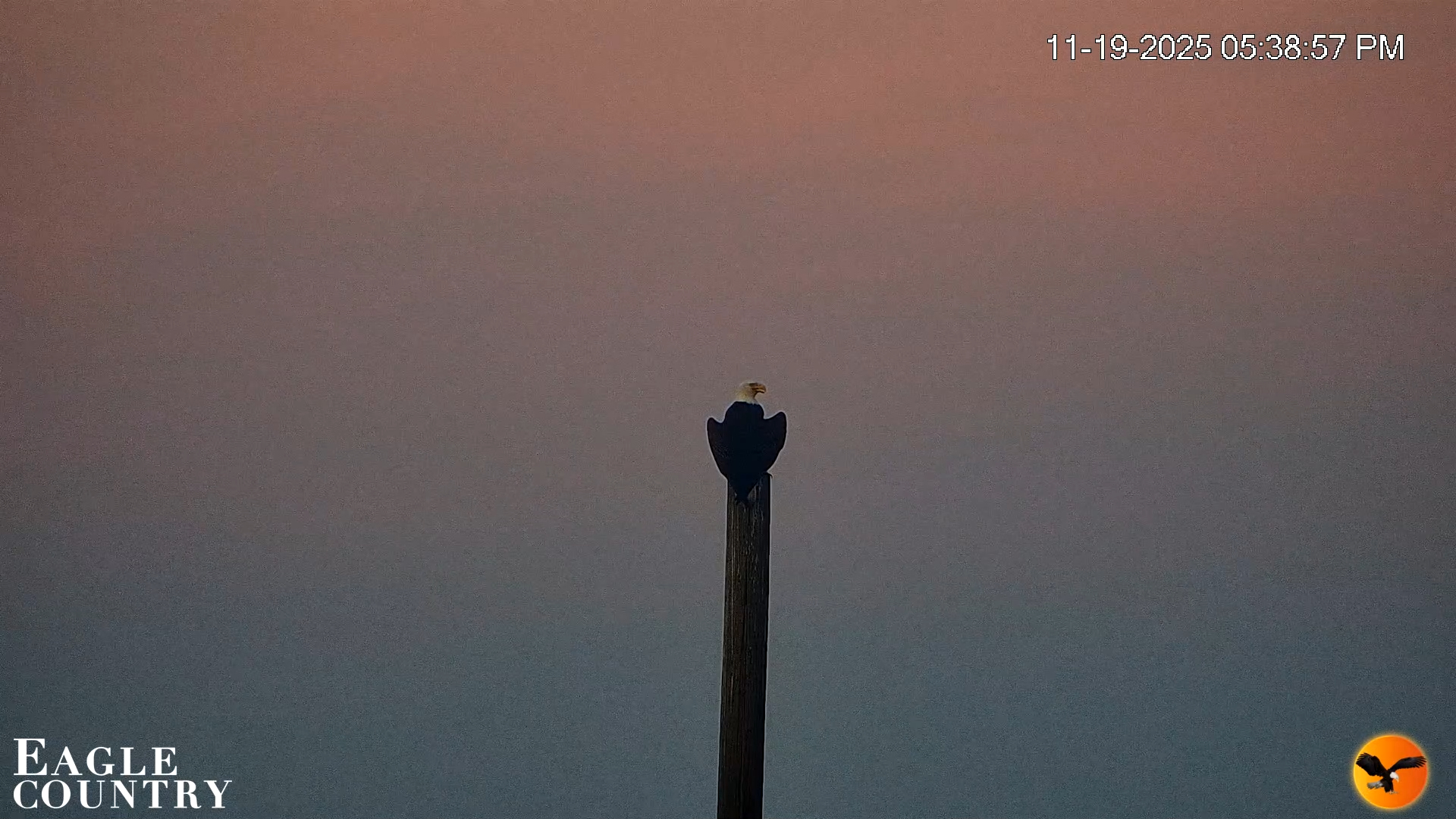 Snapshot of Southwest Florida River Wildlife Live Cams taken Nov 19, 2025, 6:07pm EST