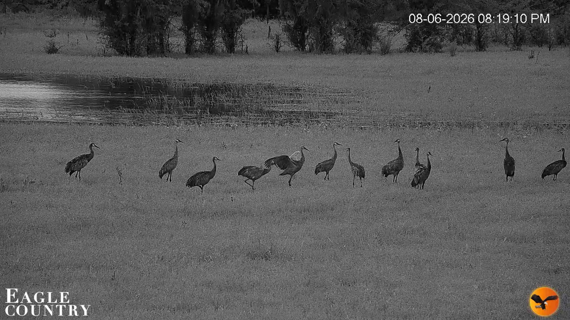Snapshot of Southwest Florida River Wildlife Live Cams taken Aug 6, 2026, 8:19pm EDT