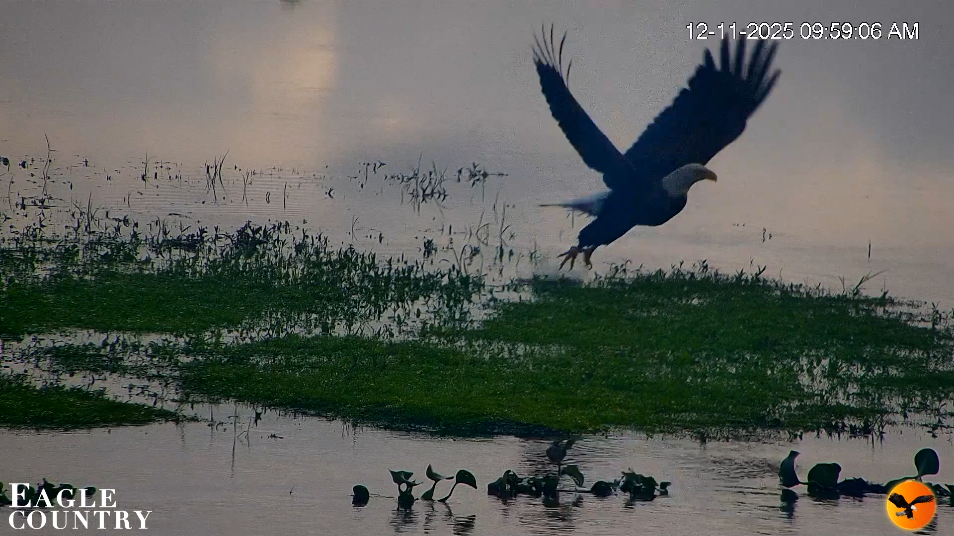 Snapshot of Southwest Florida River Wildlife Live Cams taken Dec 11, 2025, 6:33pm EST