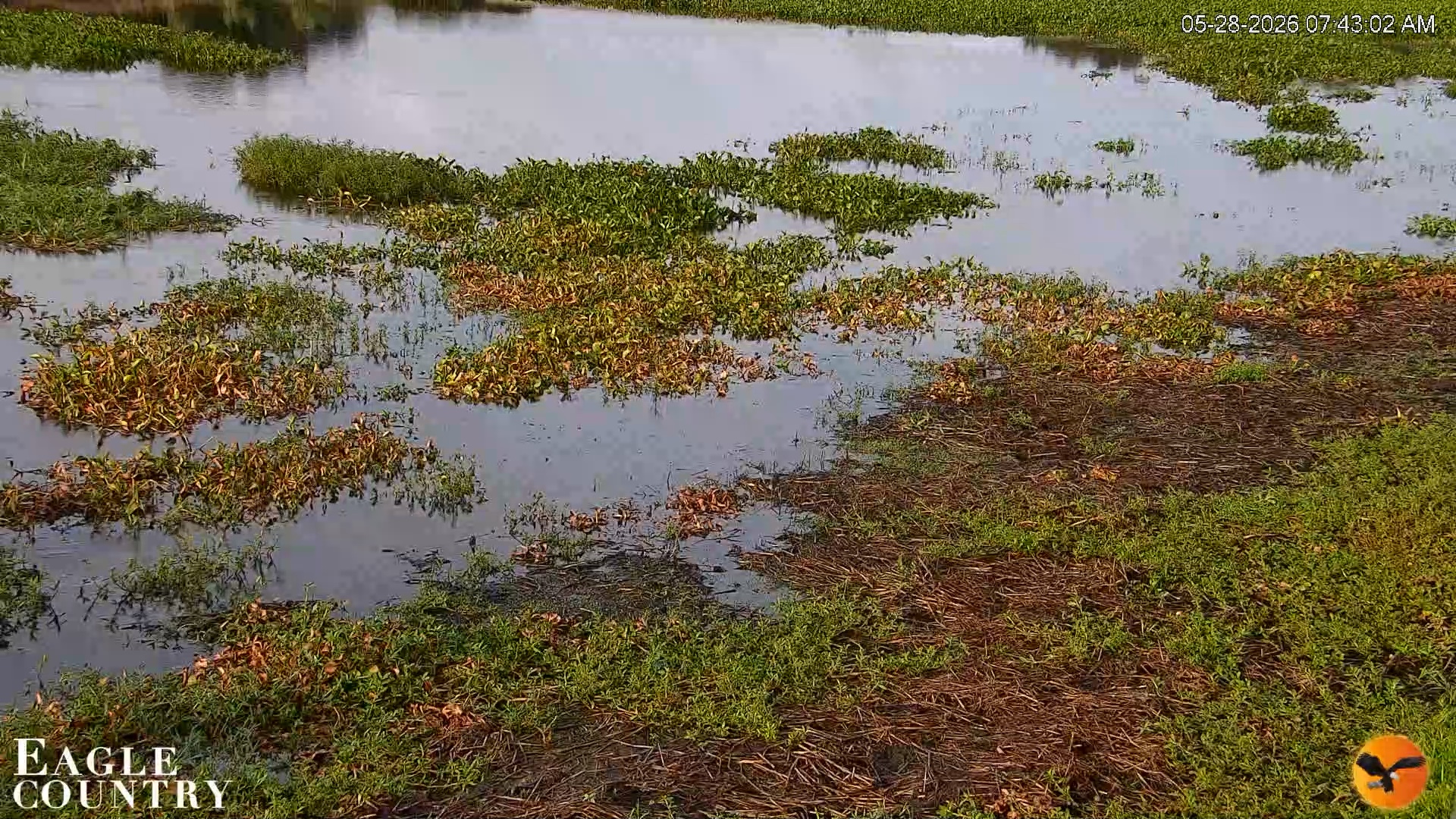 Snapshot of Southwest Florida River Wildlife Live Cams taken May 28, 2026, 7:43am EDT
