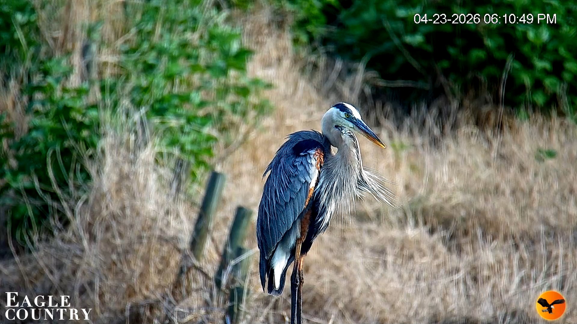 Snapshot of Southwest Florida River Wildlife Live Cams taken Apr 23, 2026, 6:11pm EDT