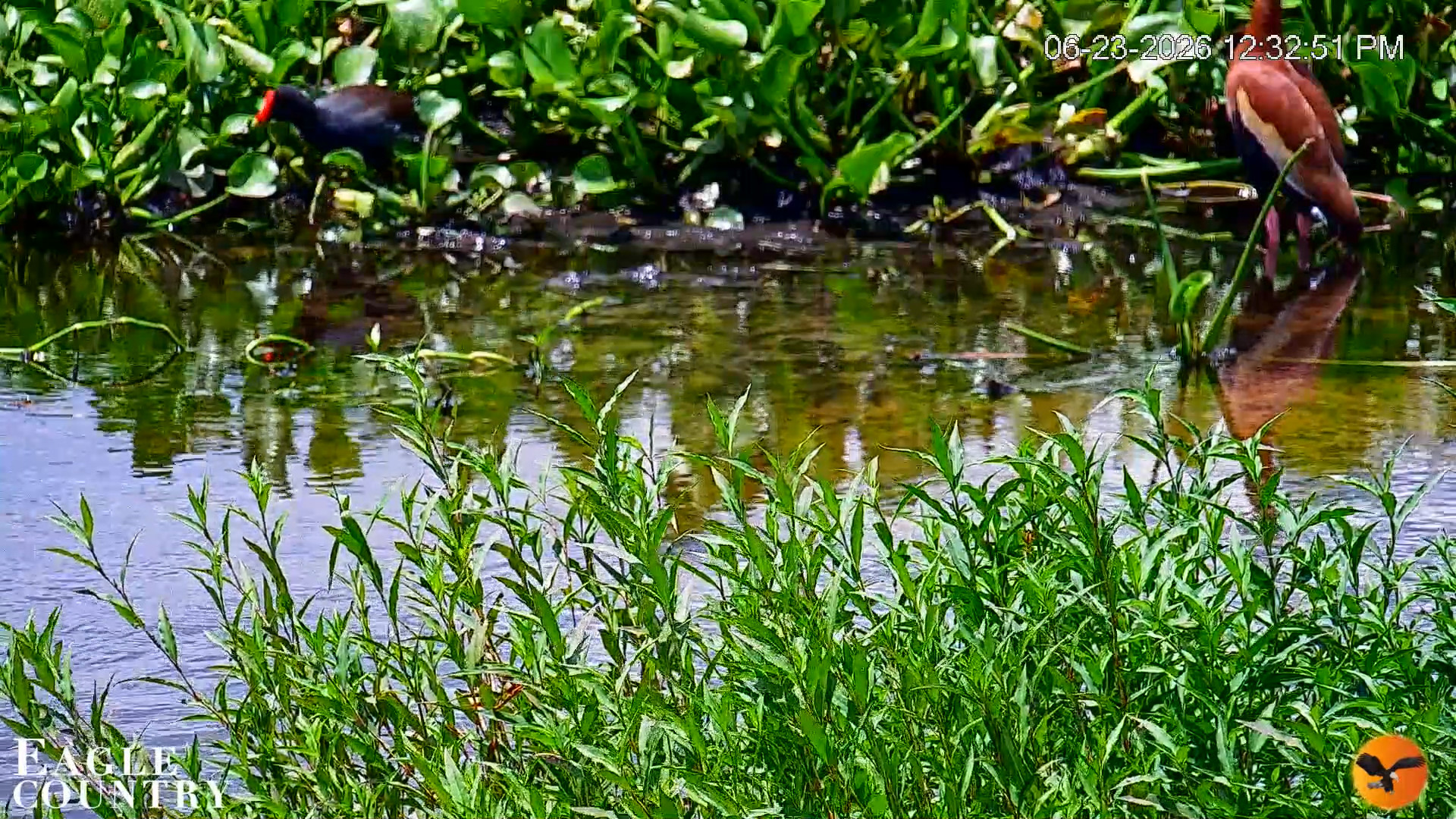 Snapshot of Southwest Florida River Wildlife Live Cams taken Jun 23, 2026, 12:34pm EDT