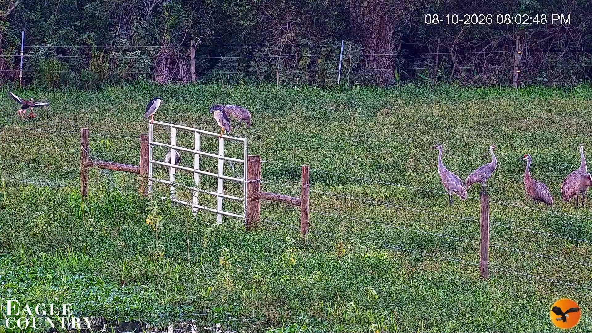 Snapshot of Southwest Florida River Wildlife Live Cams taken Aug 10, 2026, 8:03pm EDT