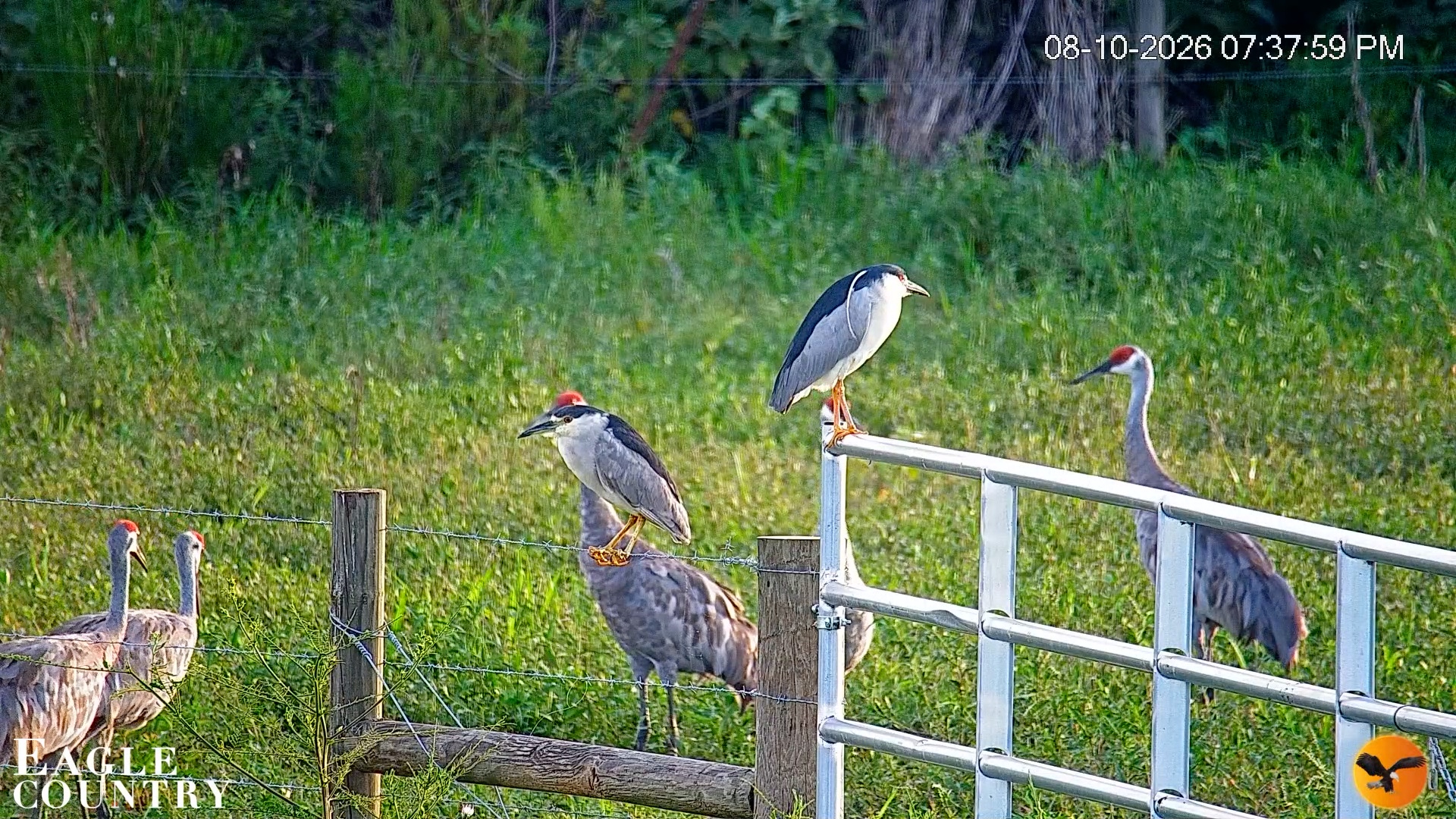 Snapshot of Southwest Florida River Wildlife Live Cams taken Aug 10, 2026, 7:38pm EDT