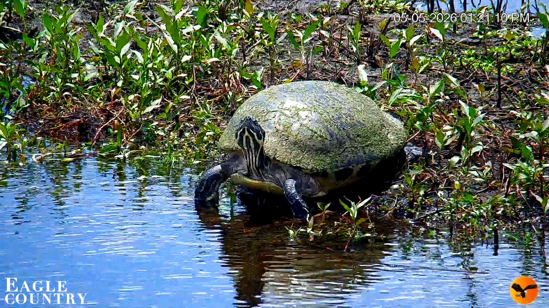 Snapshot of Southwest Florida River Wildlife Live Cams taken May 5, 2026, 5:24pm EDT