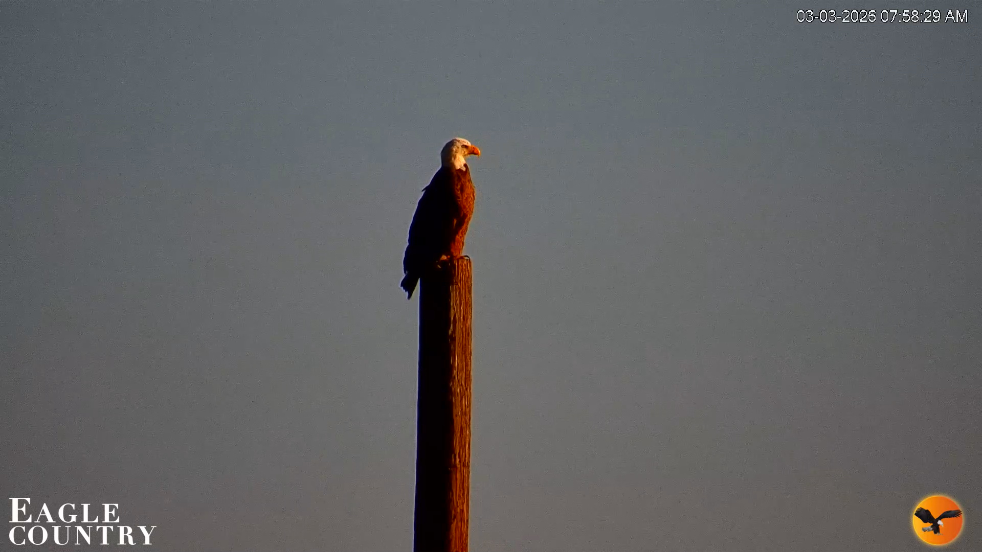 Snapshot of Southwest Florida River Wildlife Live Cams taken Mar 3, 2026, 8:02am EST