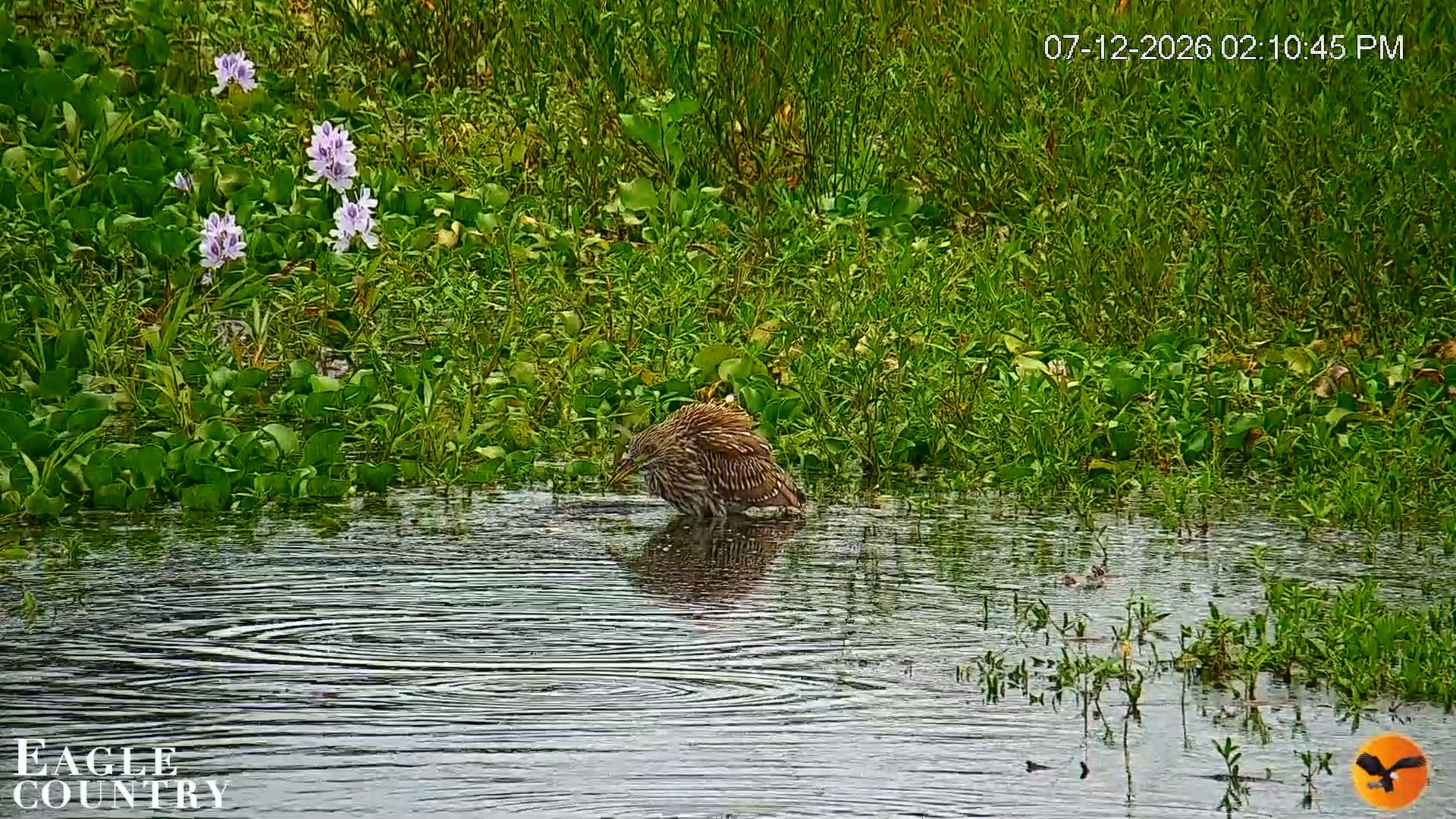 Snapshot of Southwest Florida River Wildlife Live Cams taken Jul 12, 2026, 2:12pm EDT
