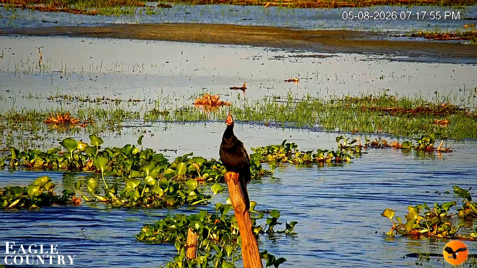 Snapshot of Southwest Florida River Wildlife Live Cams taken May 8, 2026, 7:18pm EDT