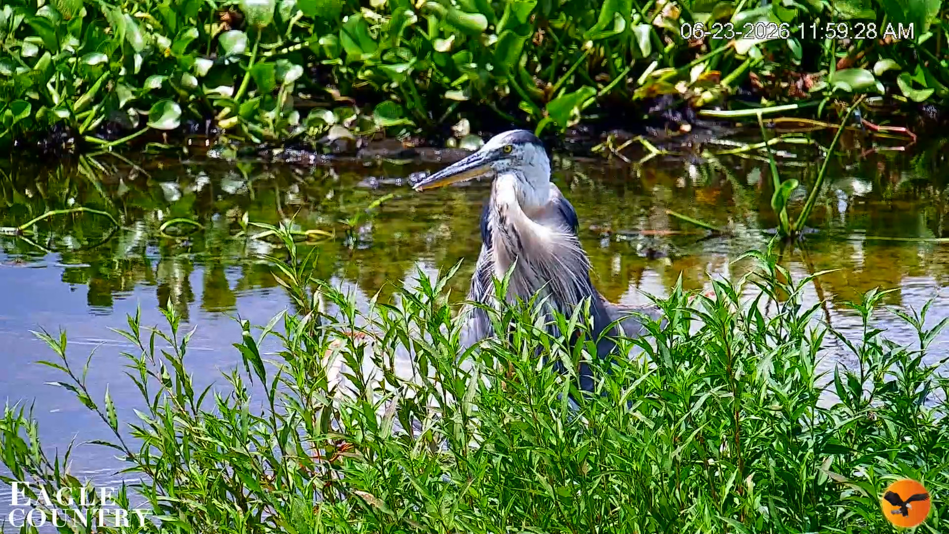 Snapshot of Southwest Florida River Wildlife Live Cams taken Jun 23, 2026, 12:00pm EDT