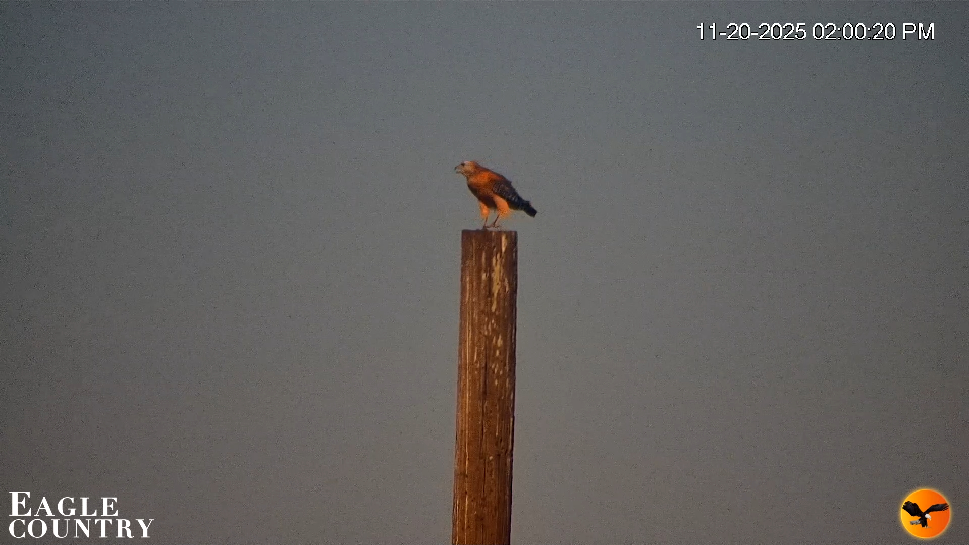 Snapshot of Southwest Florida River Wildlife Live Cams taken Nov 20, 2025, 11:16pm EST