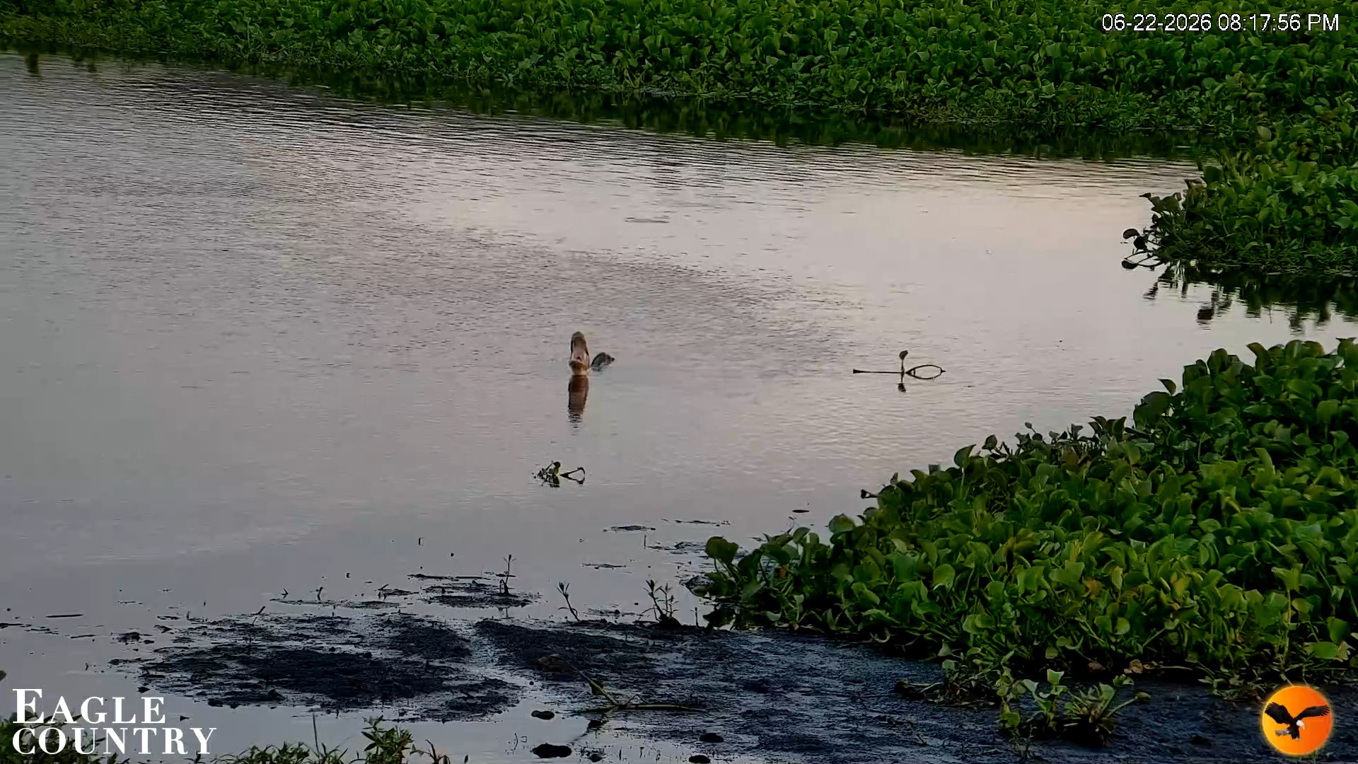 Snapshot of Southwest Florida River Wildlife Live Cams taken Jun 22, 2026, 8:18pm EDT