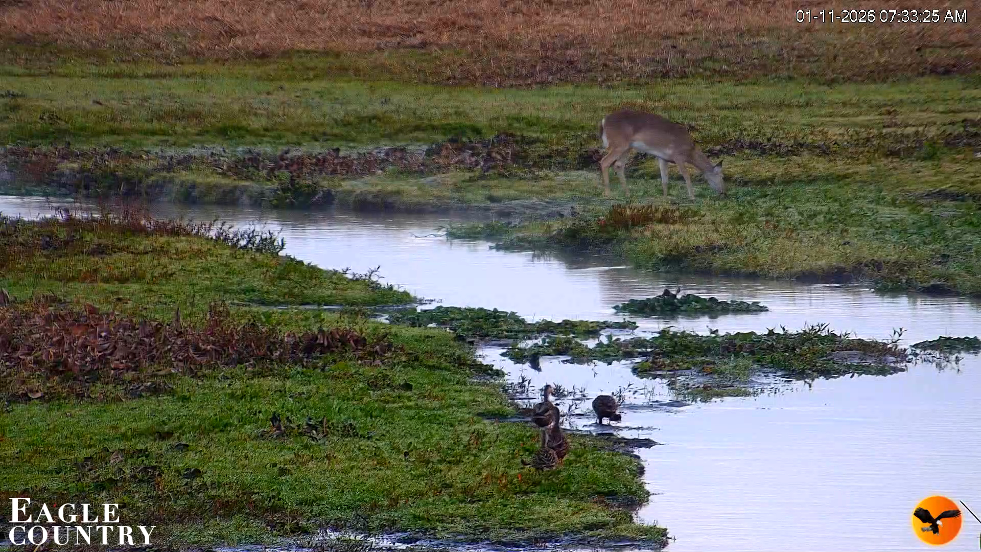 Snapshot of Southwest Florida River Wildlife Live Cams taken Jan 11, 2026, 7:43am EST