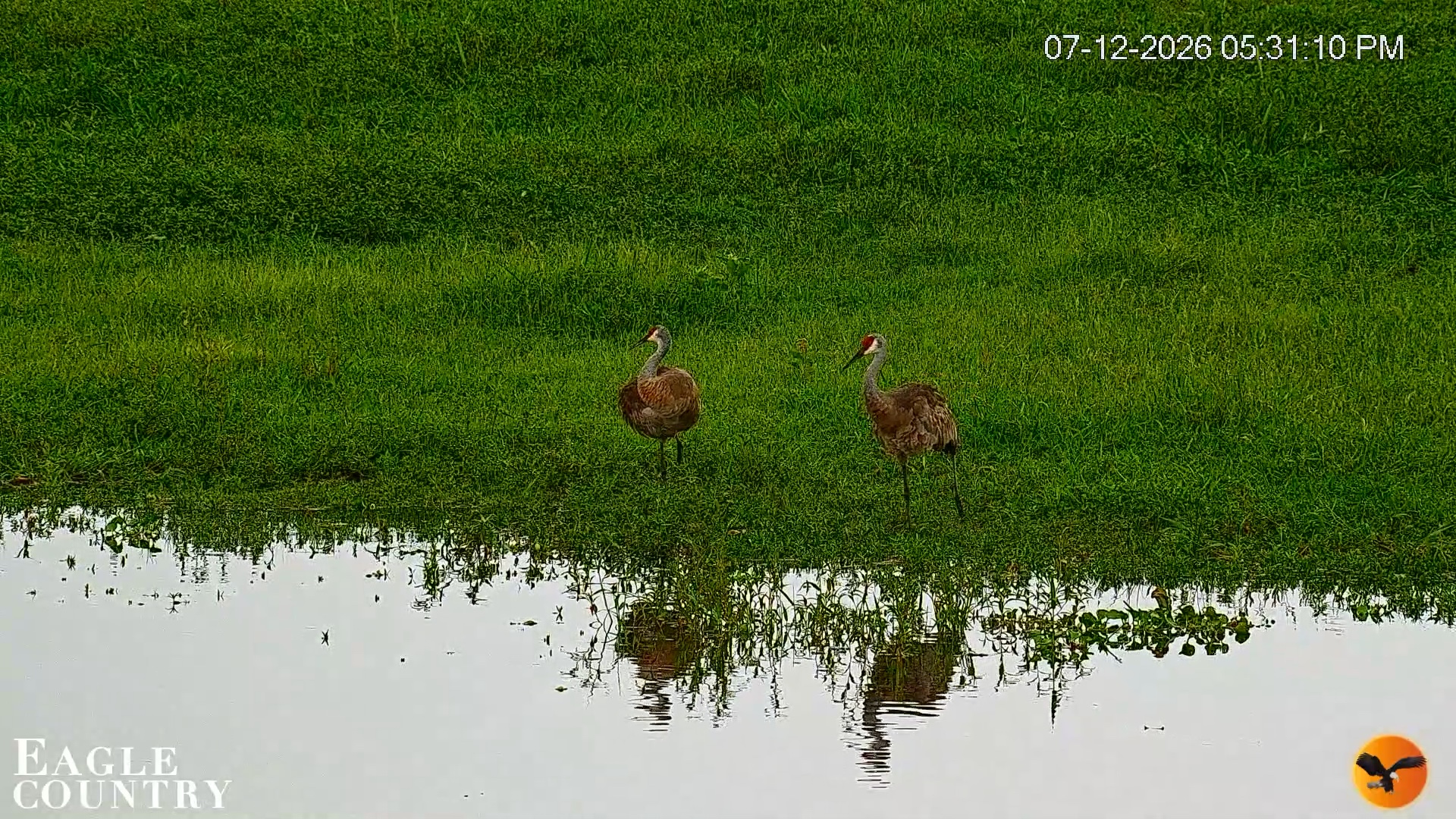 Snapshot of Southwest Florida River Wildlife Live Cams taken Jul 12, 2026, 5:31pm EDT