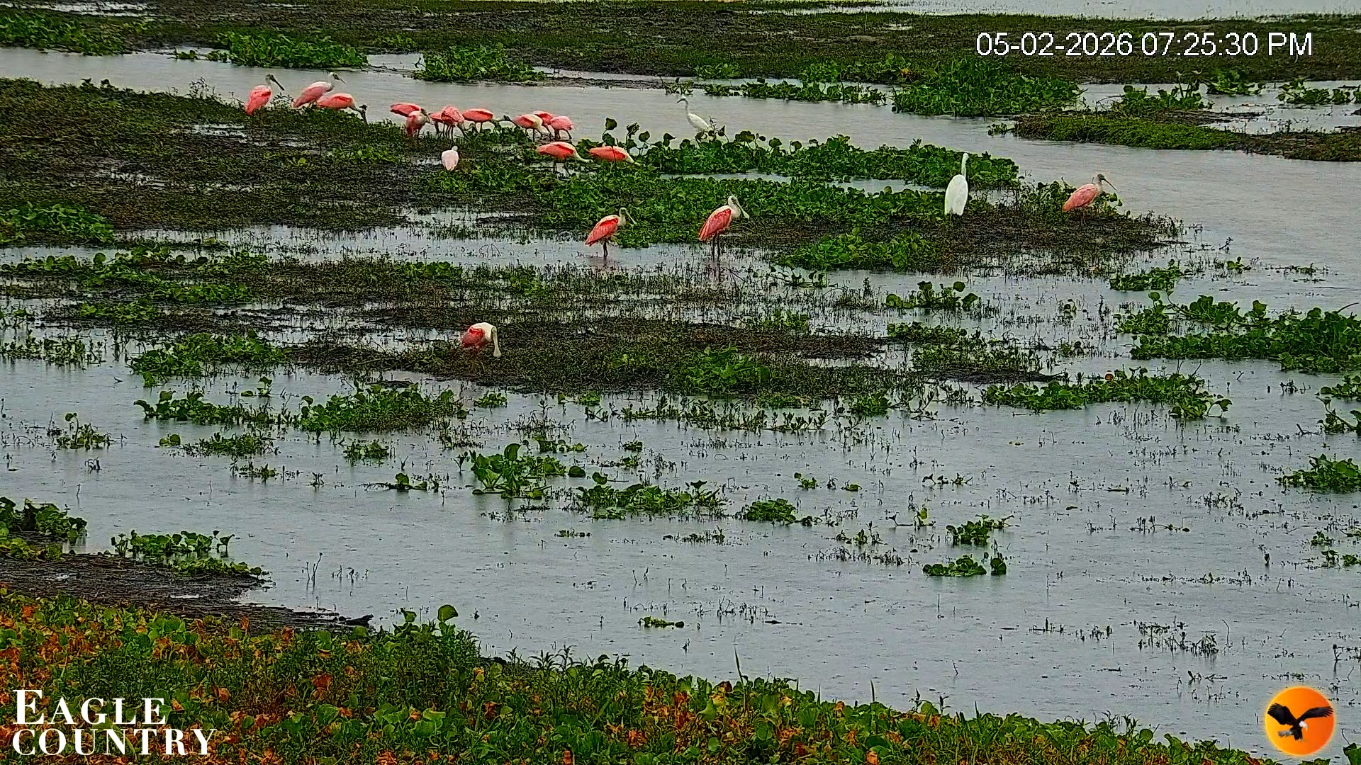 Snapshot of Southwest Florida River Wildlife Live Cams taken May 2, 2026, 7:47pm EDT