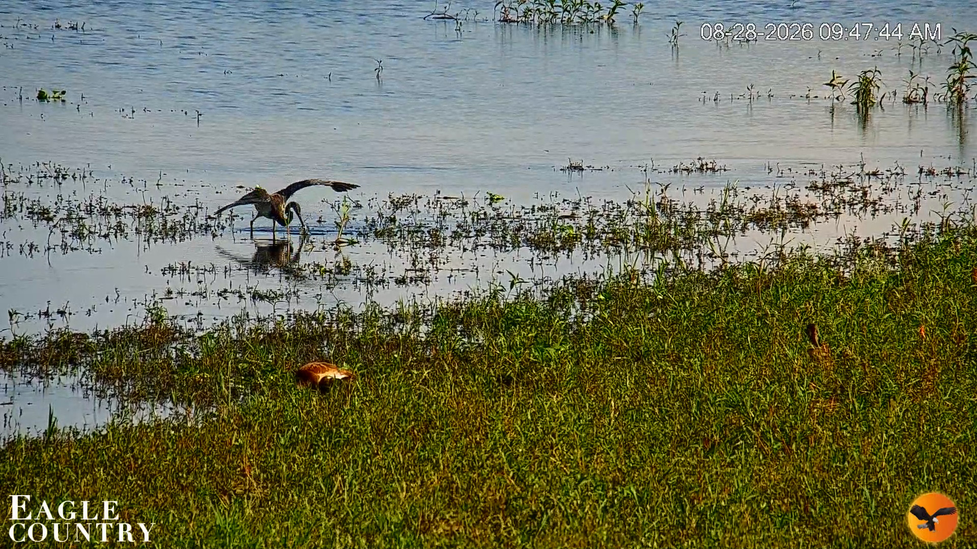 Snapshot of Southwest Florida River Wildlife Live Cams taken Aug 28, 2026, 9:48am EDT