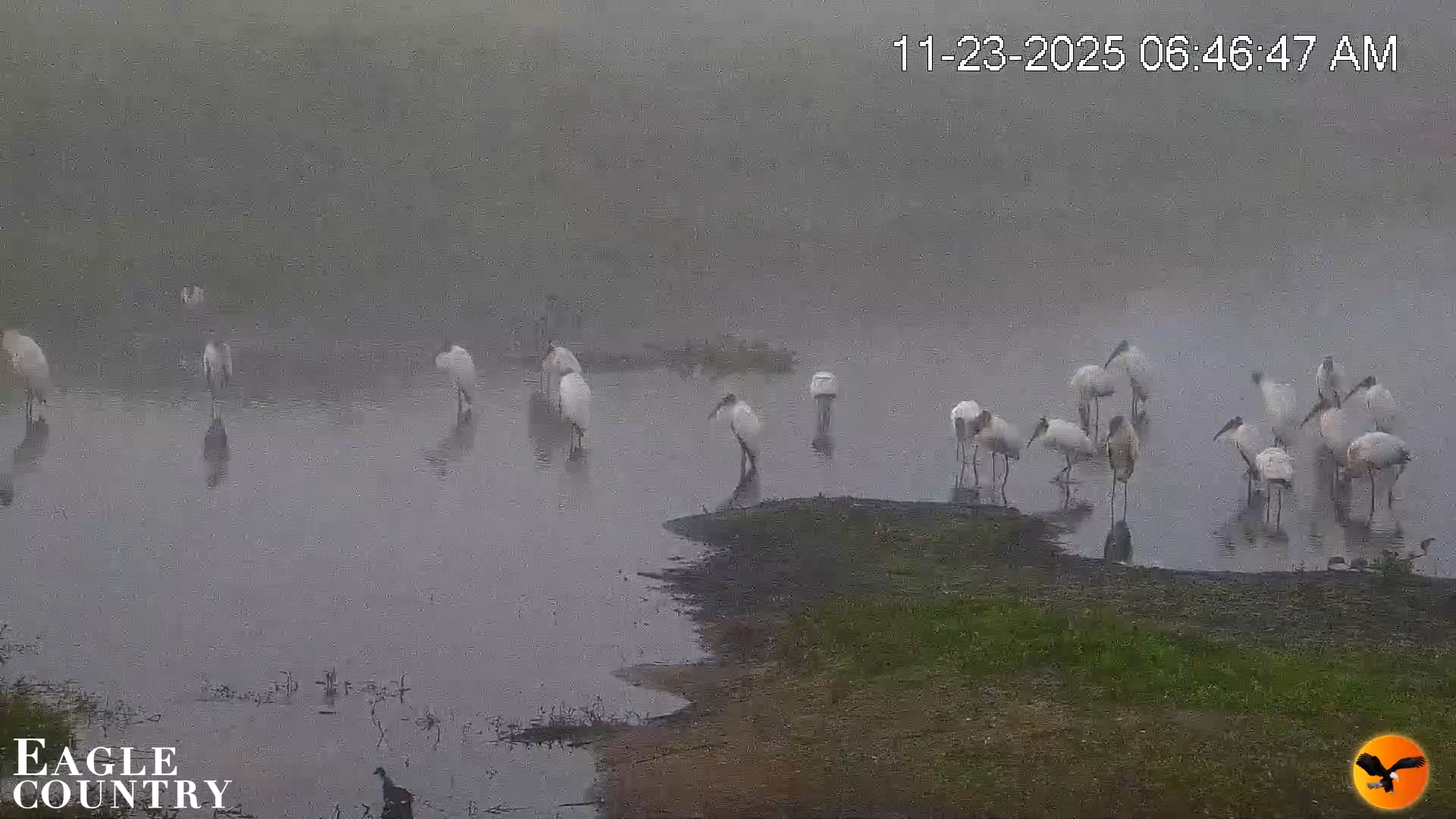 Snapshot of Southwest Florida River Wildlife Live Cams taken Nov 23, 2025, 6:48am EST