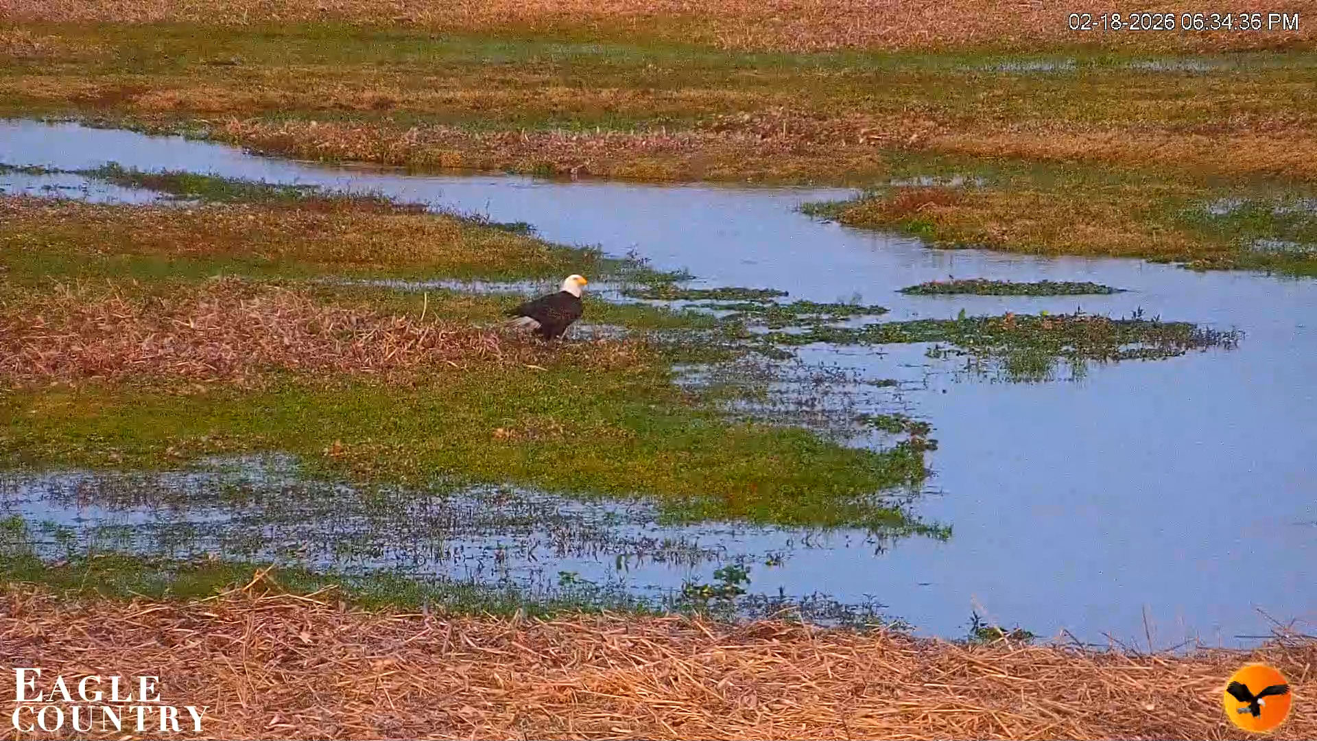 Snapshot of Southwest Florida River Wildlife Live Cams taken Feb 18, 2026, 6:35pm EST