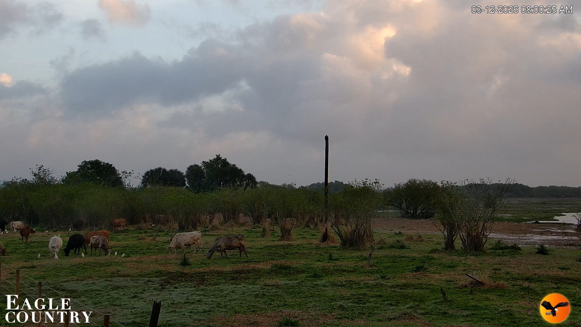 Snapshot of Southwest Florida River Wildlife Live Cams taken Mar 12, 2026, 8:01am EDT