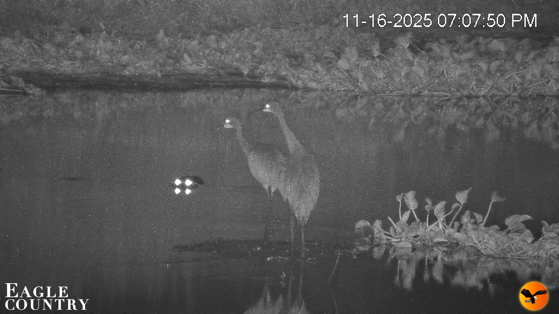 Snapshot of Southwest Florida River Wildlife Live Cams taken Nov 16, 2025, 8:43pm EST