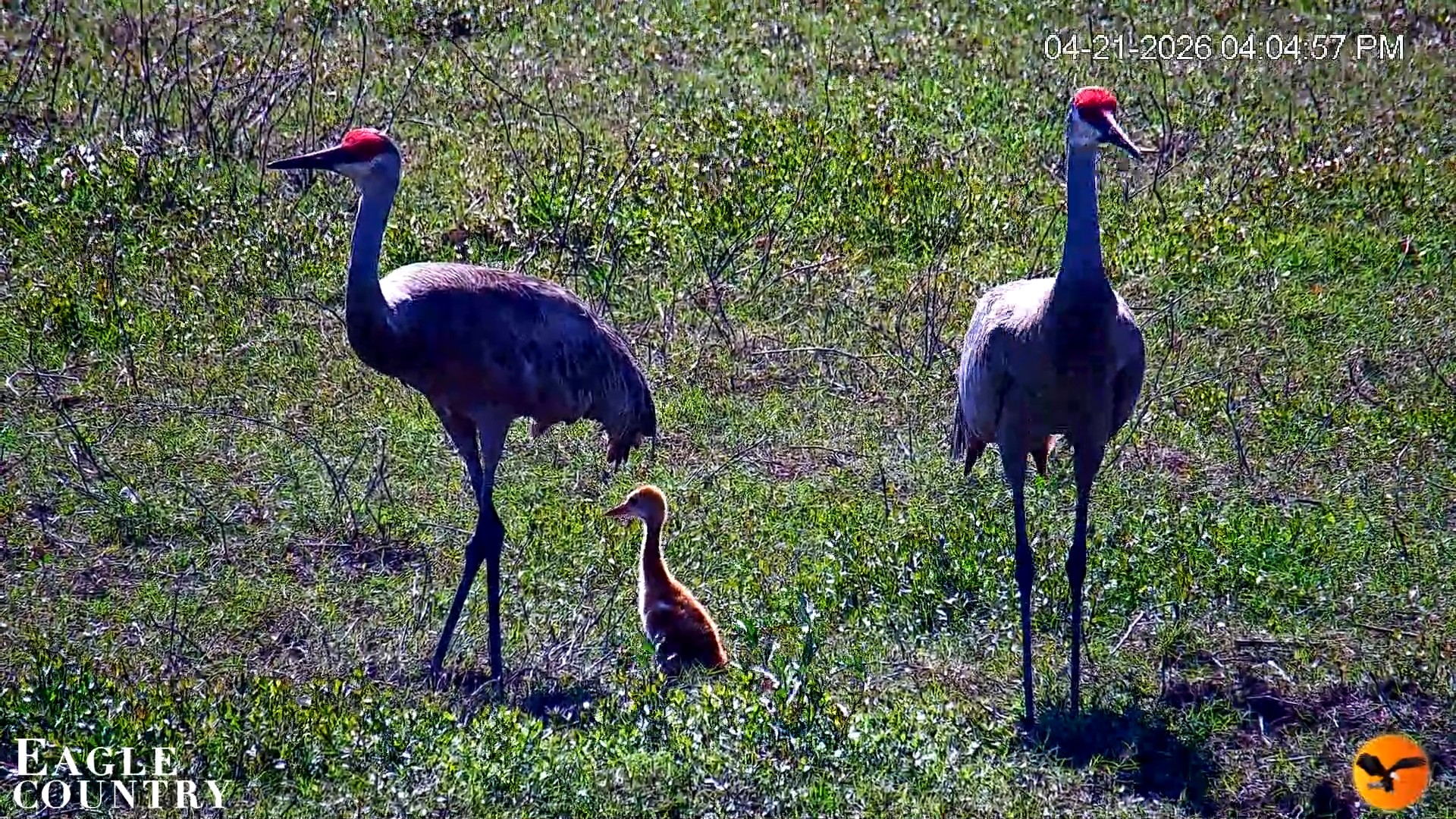 Snapshot of Southwest Florida River Wildlife Live Cams taken Apr 22, 2026, 12:29am EDT