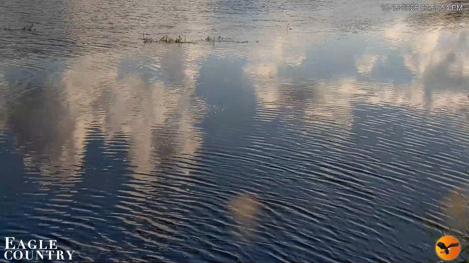Snapshot of Southwest Florida River Wildlife Live Cams taken Oct 15, 2026, 4:00pm EDT