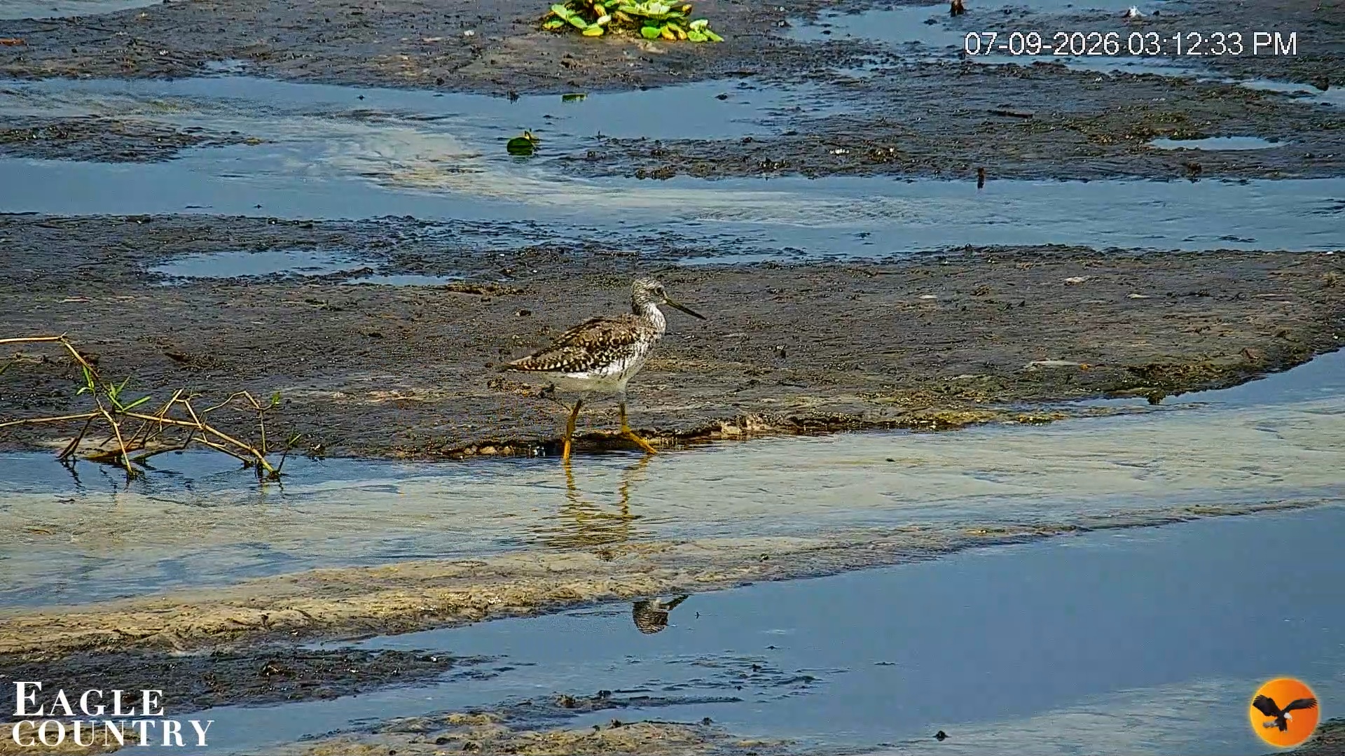 Snapshot of Southwest Florida River Wildlife Live Cams taken Jul 9, 2026, 8:05pm EDT