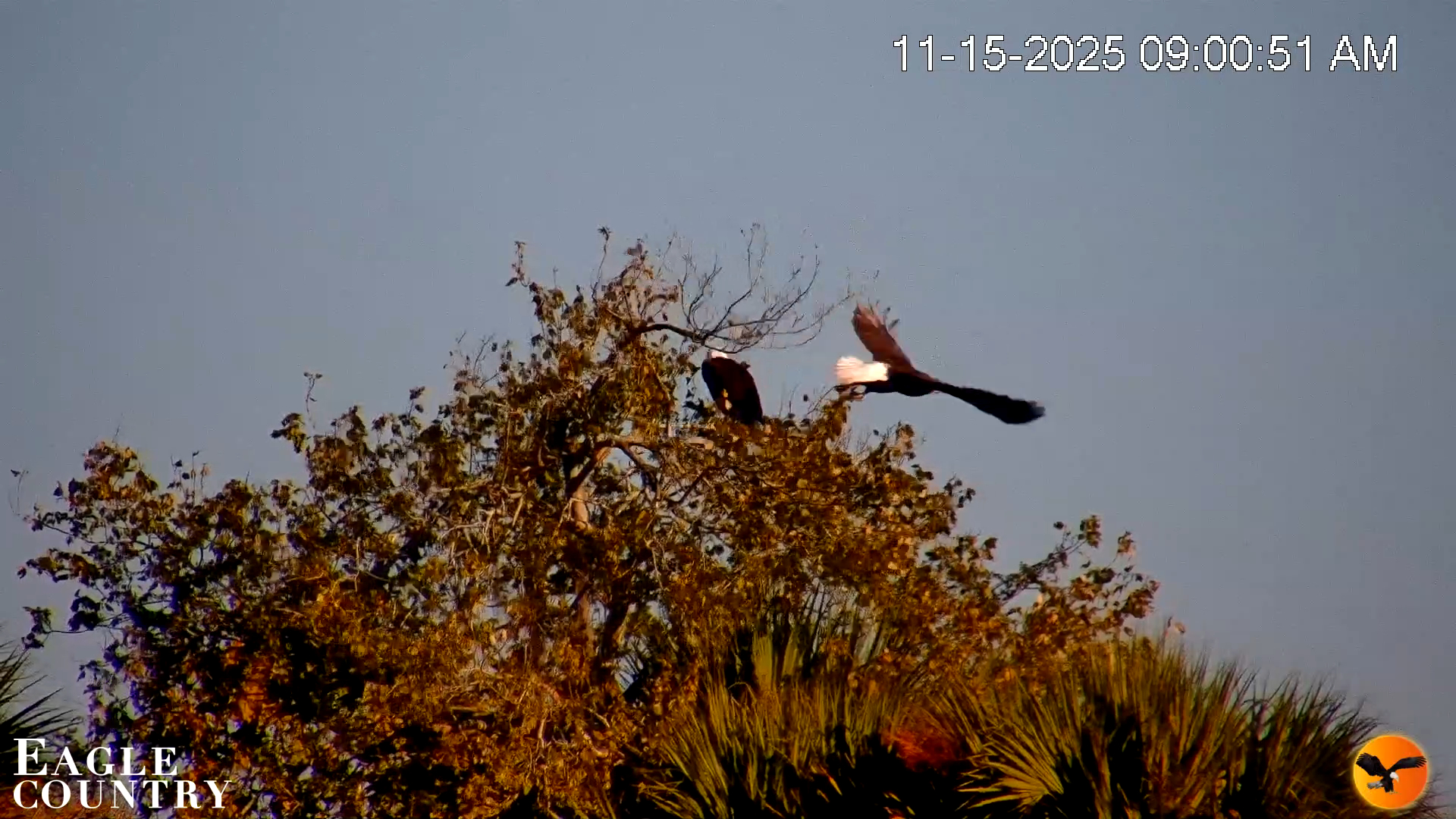 Snapshot of Southwest Florida River Wildlife Live Cams taken Nov 15, 2025, 9:02am EST