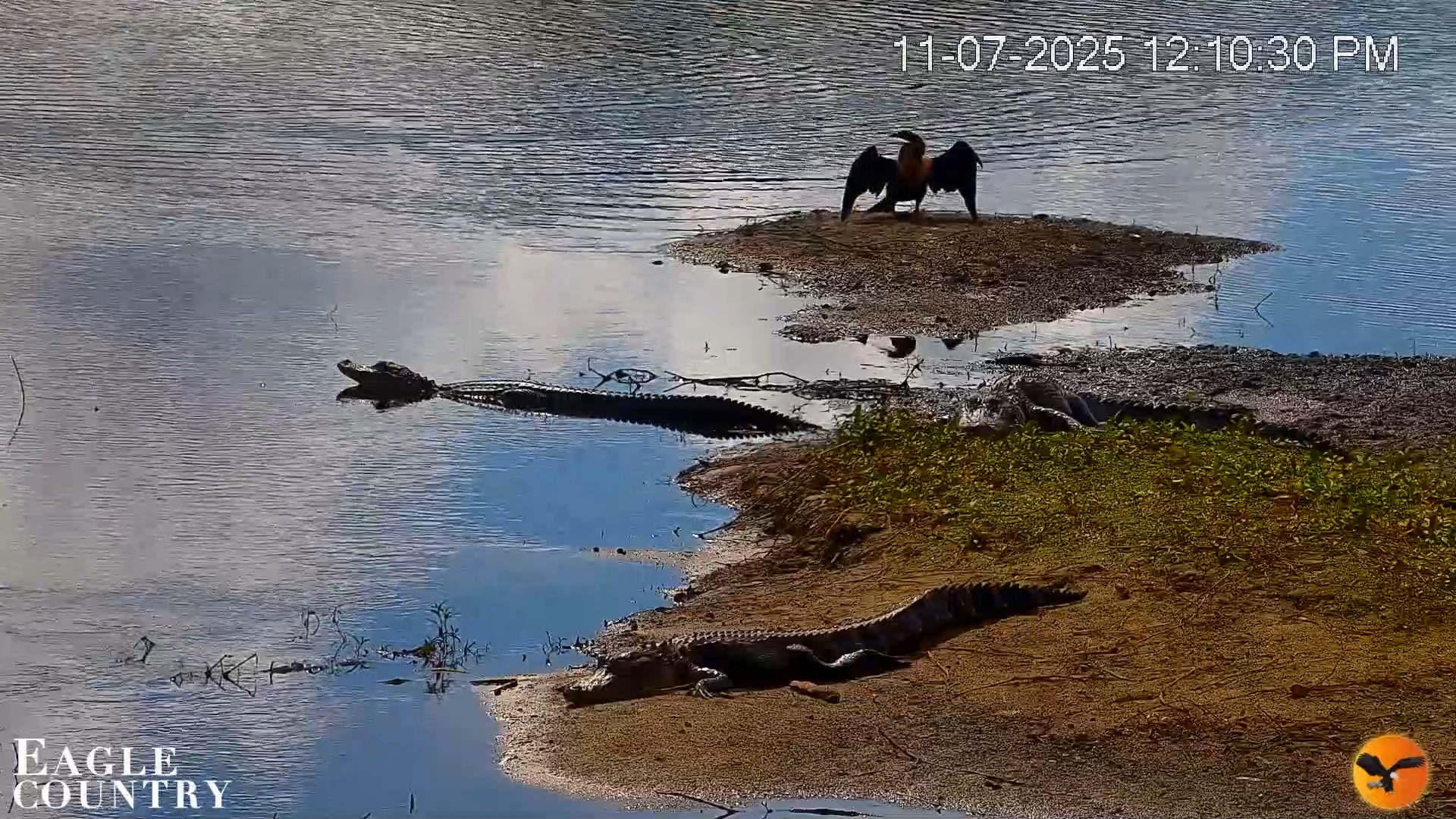 Snapshot of Southwest Florida River Wildlife Live Cams taken Nov 7, 2025, 12:11pm EST
