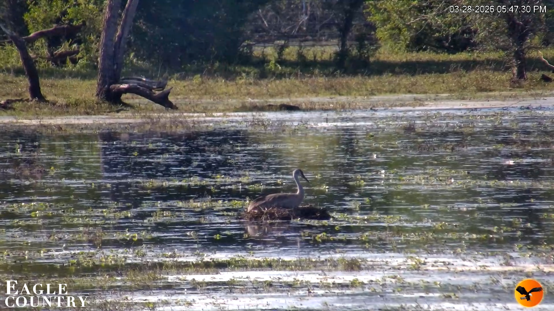 Snapshot of Southwest Florida River Wildlife Live Cams taken Mar 28, 2026, 5:48pm EDT