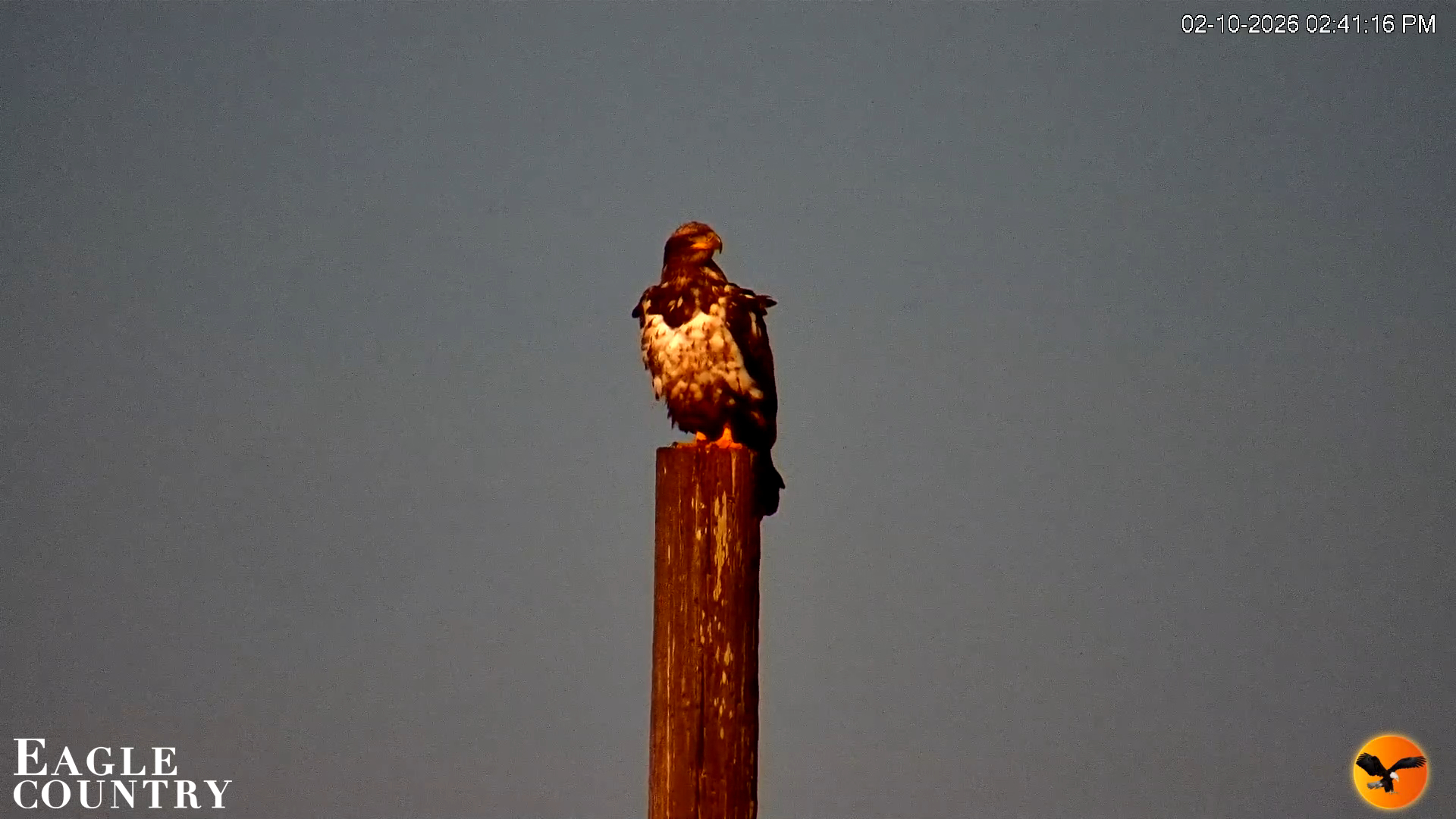 Snapshot of Southwest Florida River Wildlife Live Cams taken Feb 10, 2026, 2:42pm EST