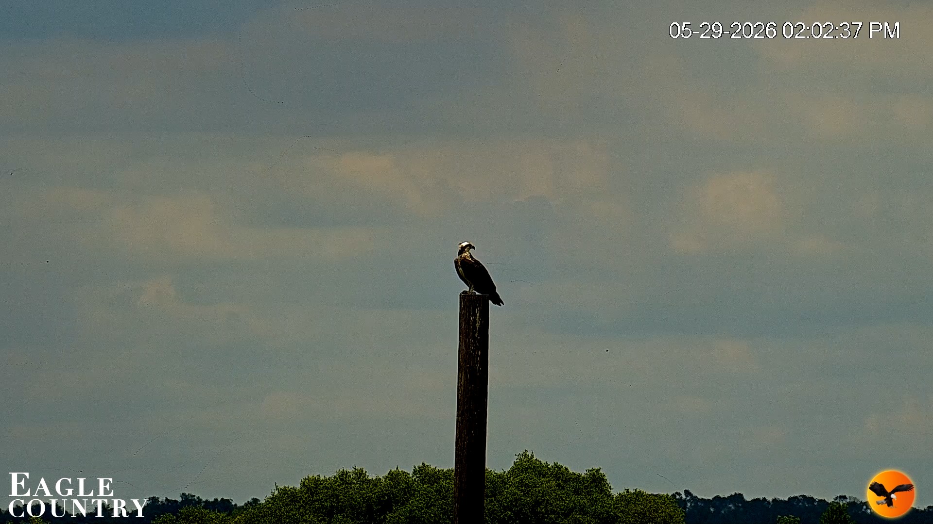 Snapshot of Southwest Florida River Wildlife Live Cams taken May 29, 2026, 2:05pm EDT