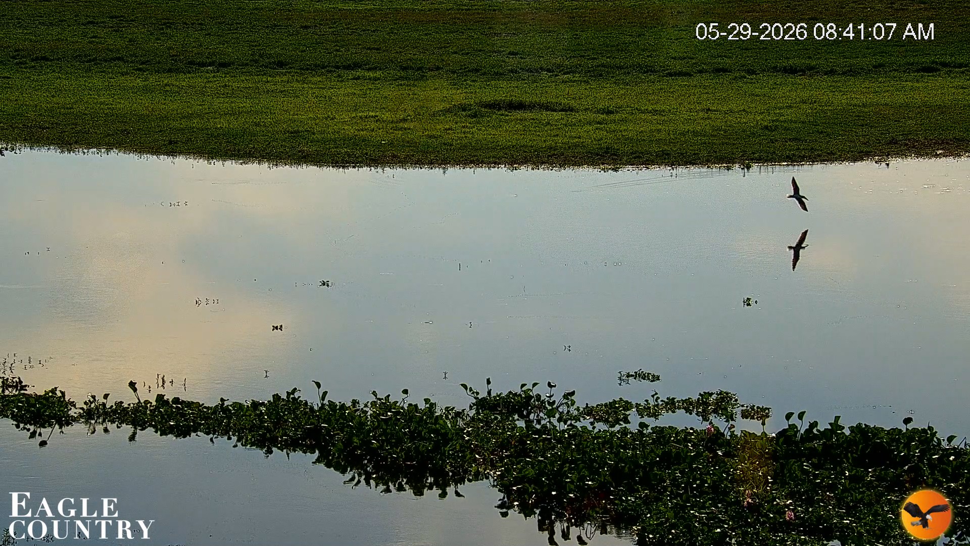 Snapshot of Southwest Florida River Wildlife Live Cams taken May 29, 2026, 12:44pm EDT