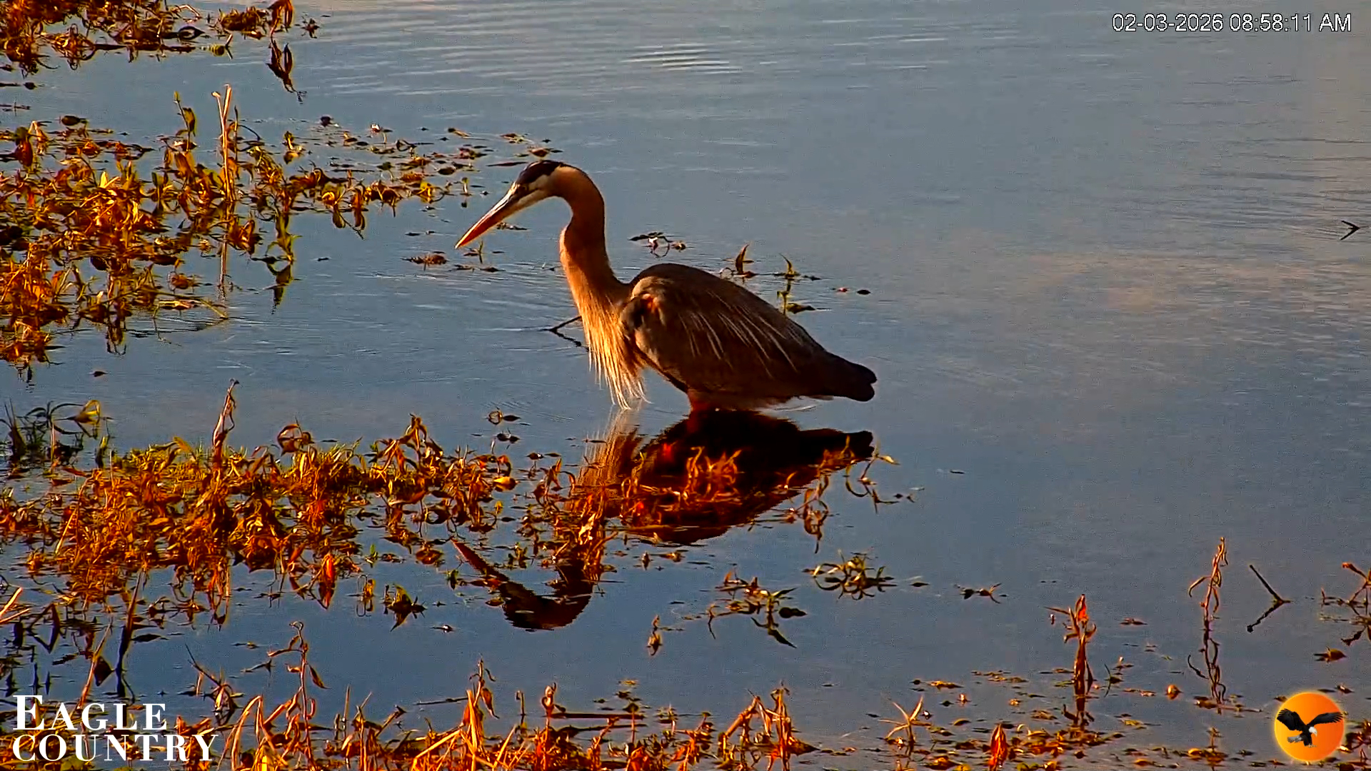 Snapshot of Southwest Florida River Wildlife Live Cams taken Feb 3, 2026, 8:59am EST