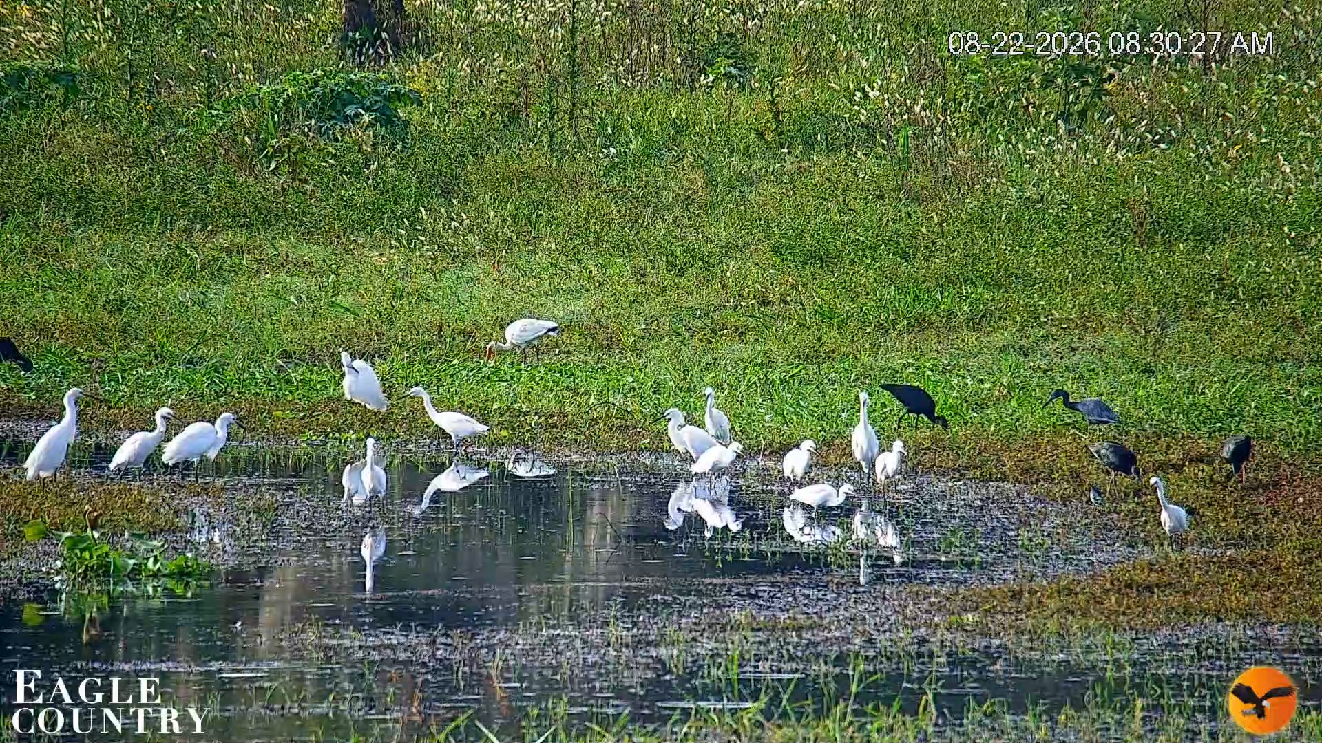 Snapshot of Southwest Florida River Wildlife Live Cams taken Aug 22, 2026, 8:31am EDT
