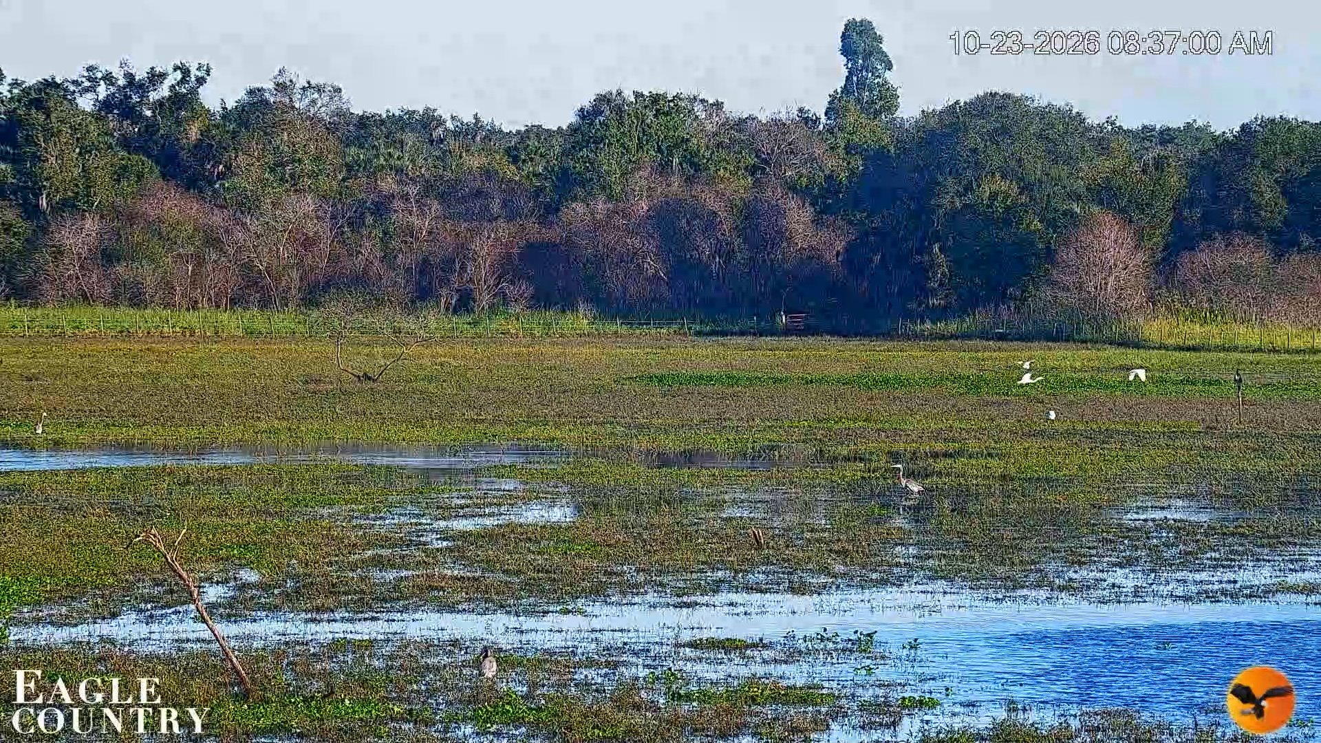 Snapshot of Southwest Florida River Wildlife Live Cams taken Oct 23, 2026, 8:37am EDT