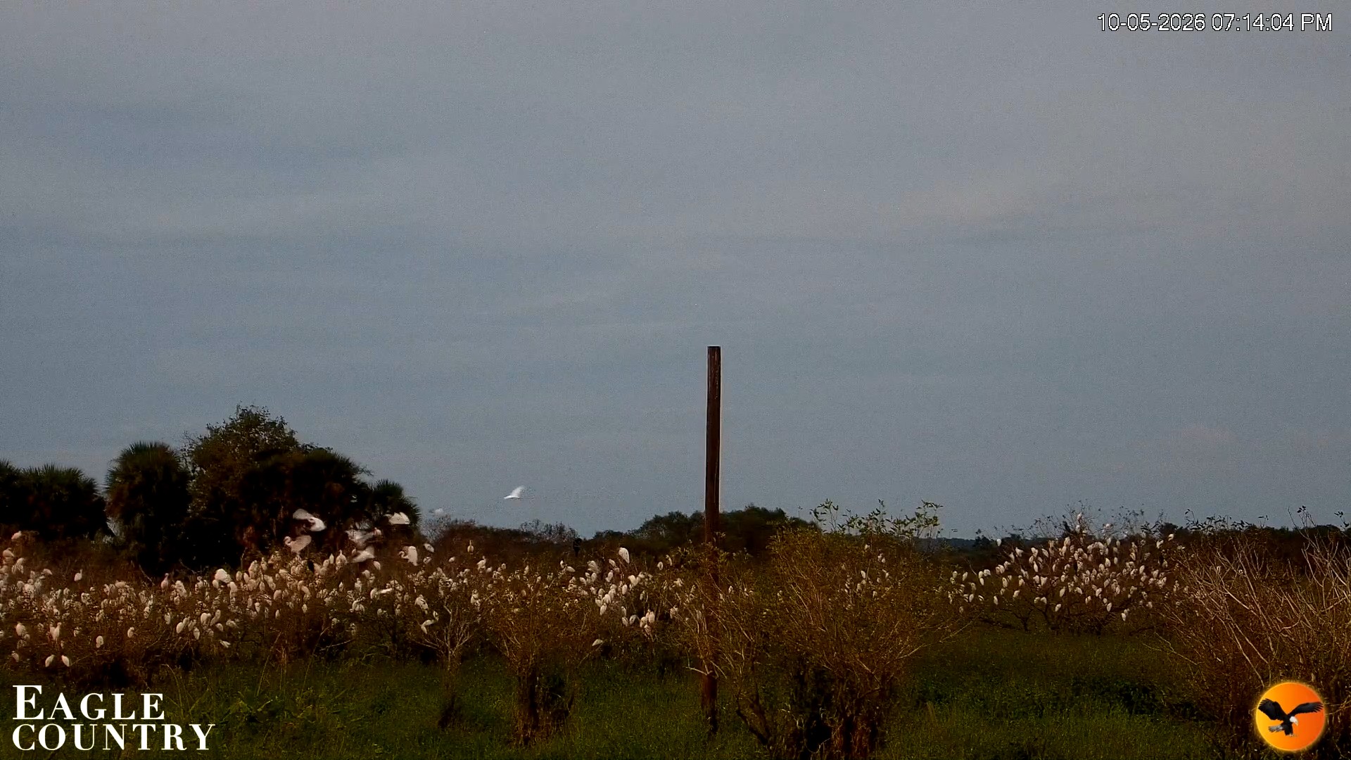 Snapshot of Southwest Florida River Wildlife Live Cams taken Oct 5, 2026, 7:14pm EDT