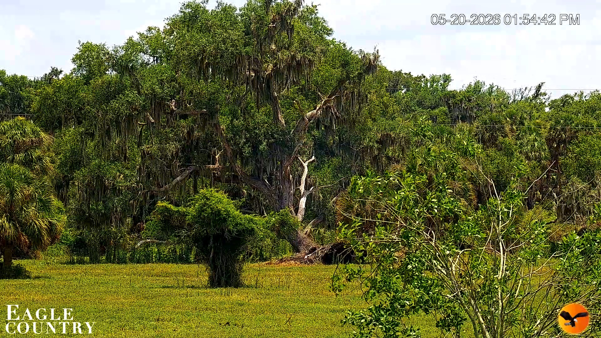 Snapshot of Southwest Florida River Wildlife Live Cams taken May 20, 2026, 1:55pm EDT